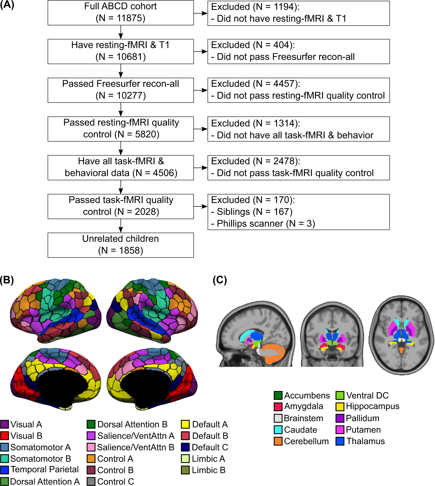 Your Brain: An Introduction to Its Anatomy – MGH MAPP