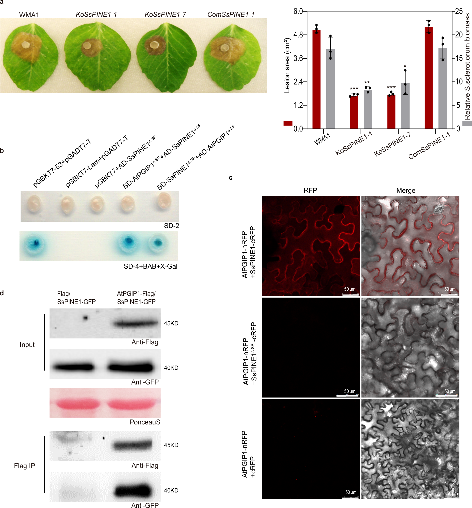 A fungal extracellular effector inactivates plant  polygalacturonase-inhibiting protein | Nature Communications