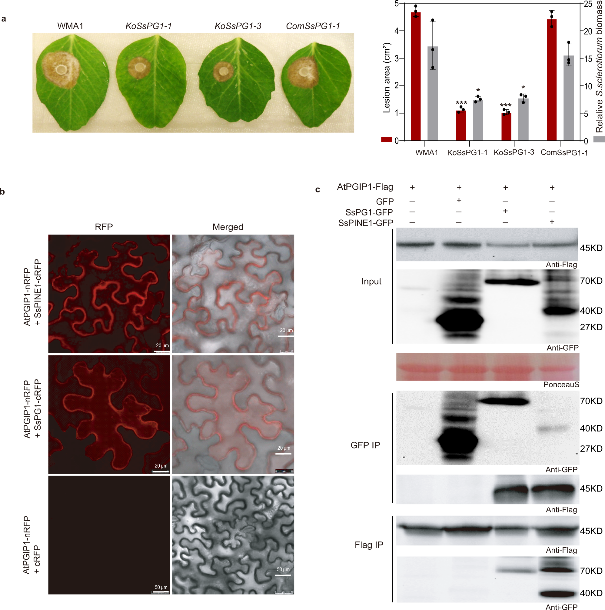 Fig. 2: Sclerotinia sclerotiorum SsPG1 is critical for virulence and also interacts with AtPGIP1.