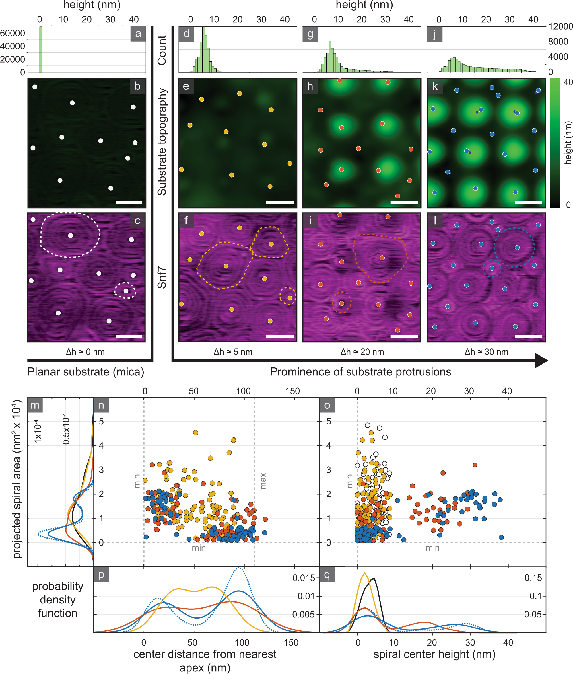 Fig. 3: Snf7 spirals are membrane curvature sensitive.