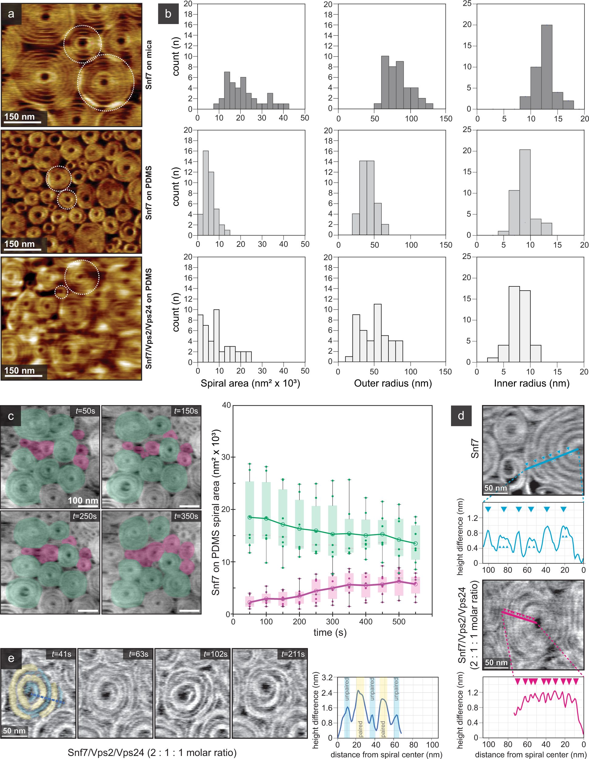 Fig. 7: Snf7 spiral dynamics on SLBs on a soft substrate.
