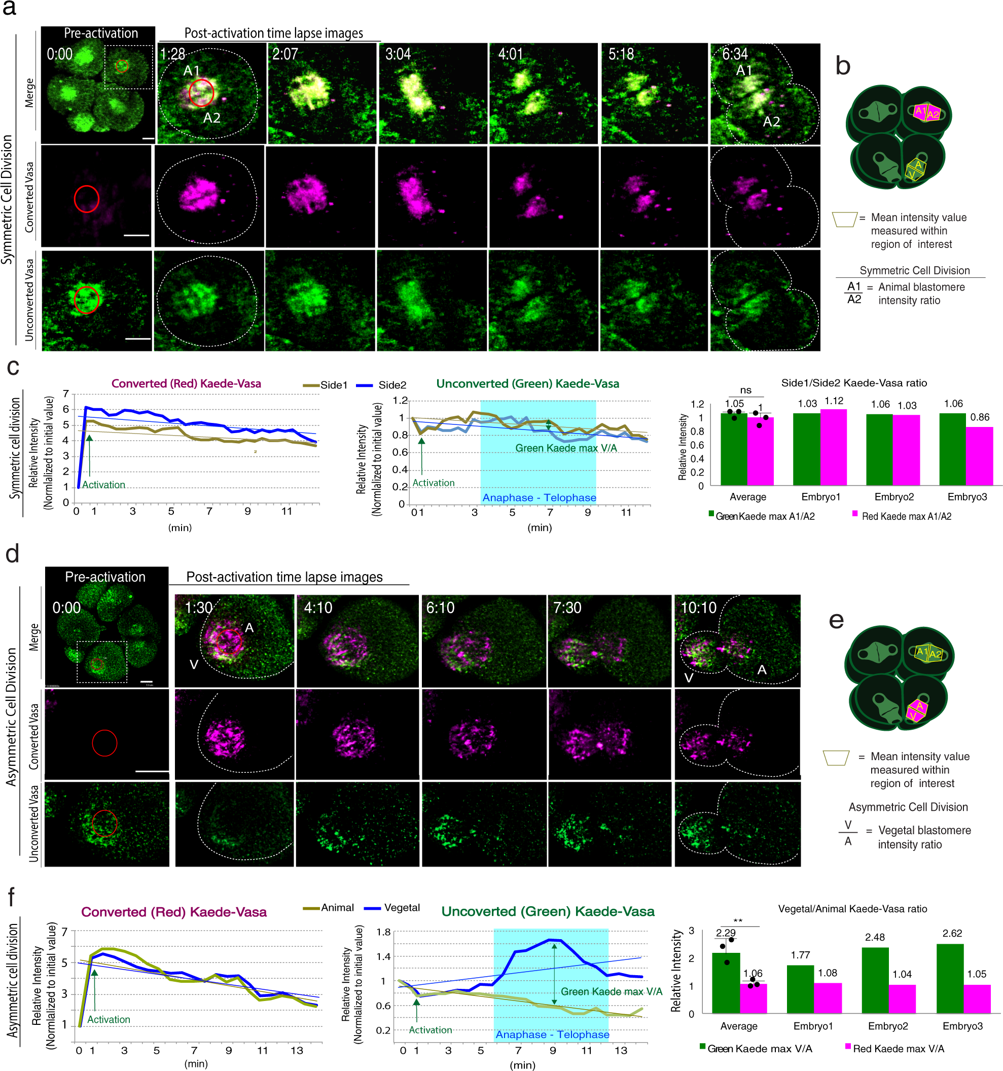 Fig. 2: Photoconverted and unphotoconverted Kaede-Vasa dynamics during symmetric (a) or asymmetric (d) cell division.