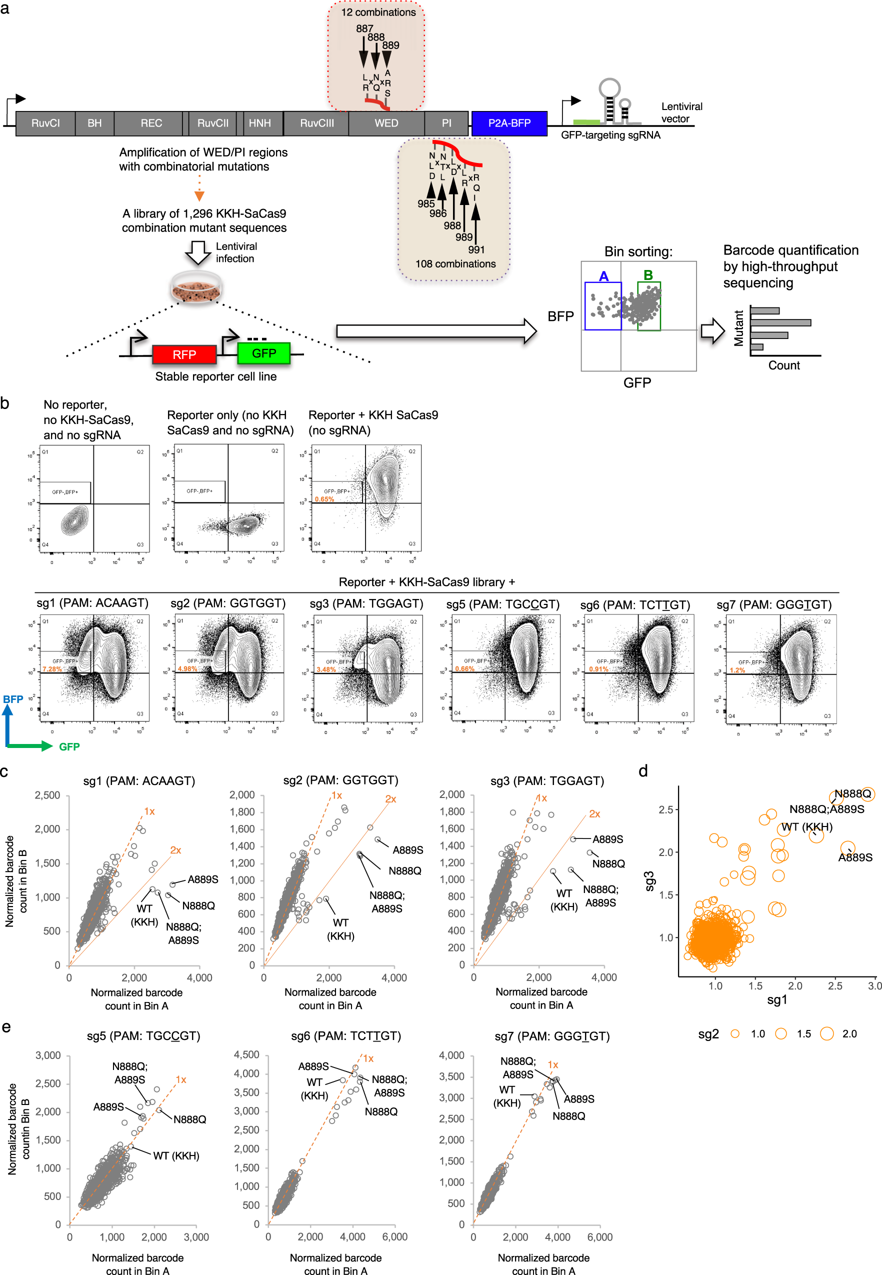 Fig. 2: Experimental screening of the activity of KKH-SaCas9 variants.