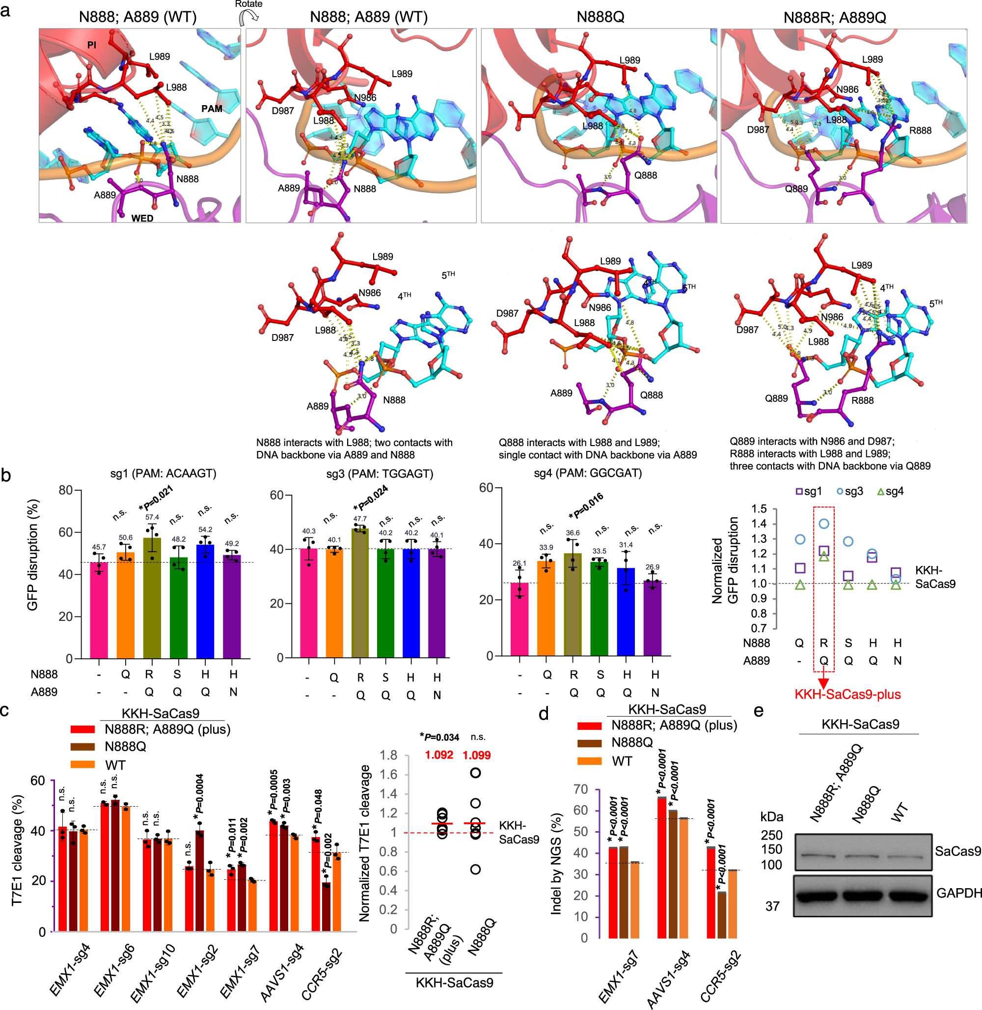 Fig. 4: Structure-guided engineering improves the editing efficiency of activity-enhanced KKH-SaCas9 variants.