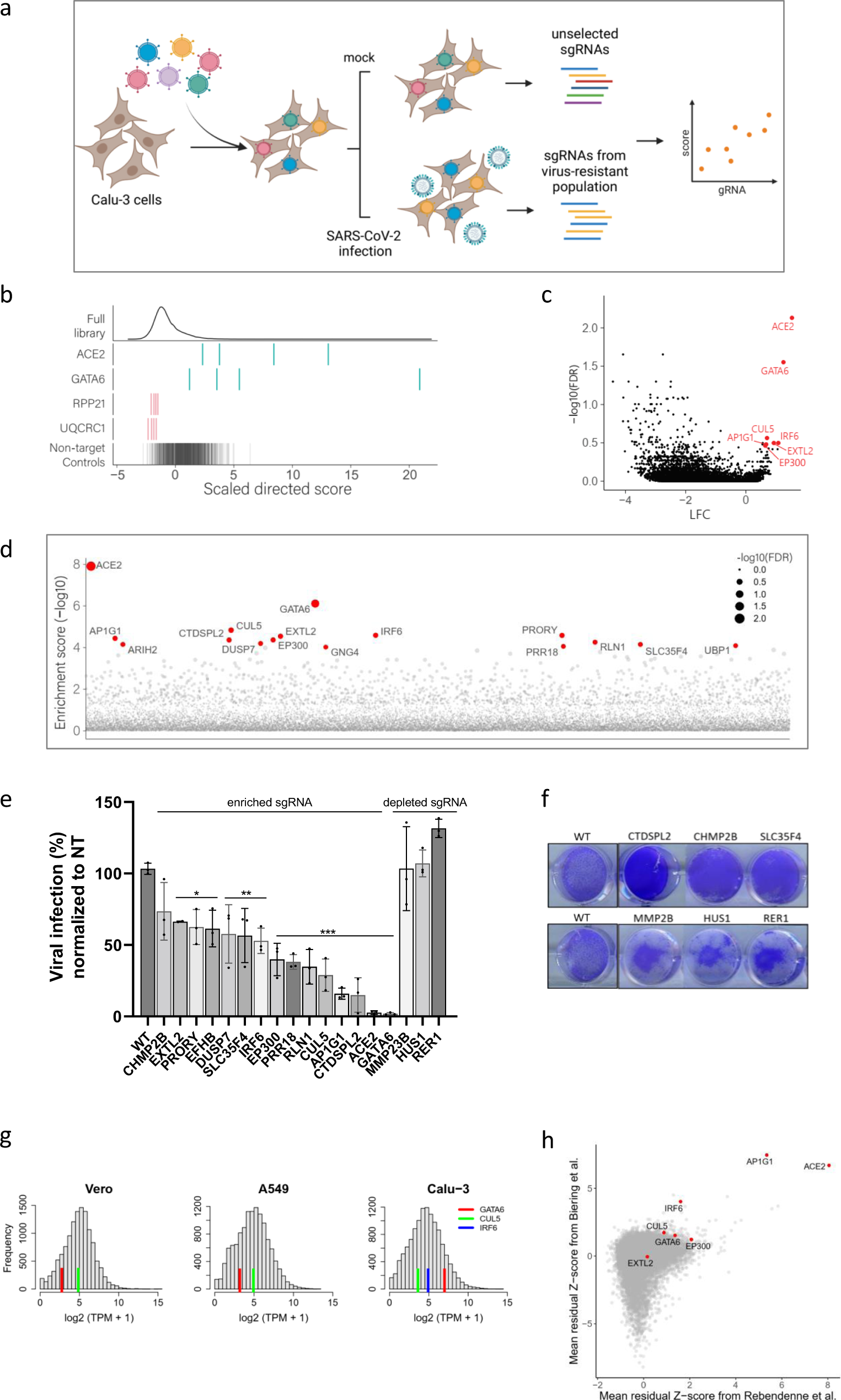 Fig. 1: CRISPR genome-wide screens in human Calu-3 cells identify host factors important for infection by wild-type SARS-CoV-2 and variants of concern.