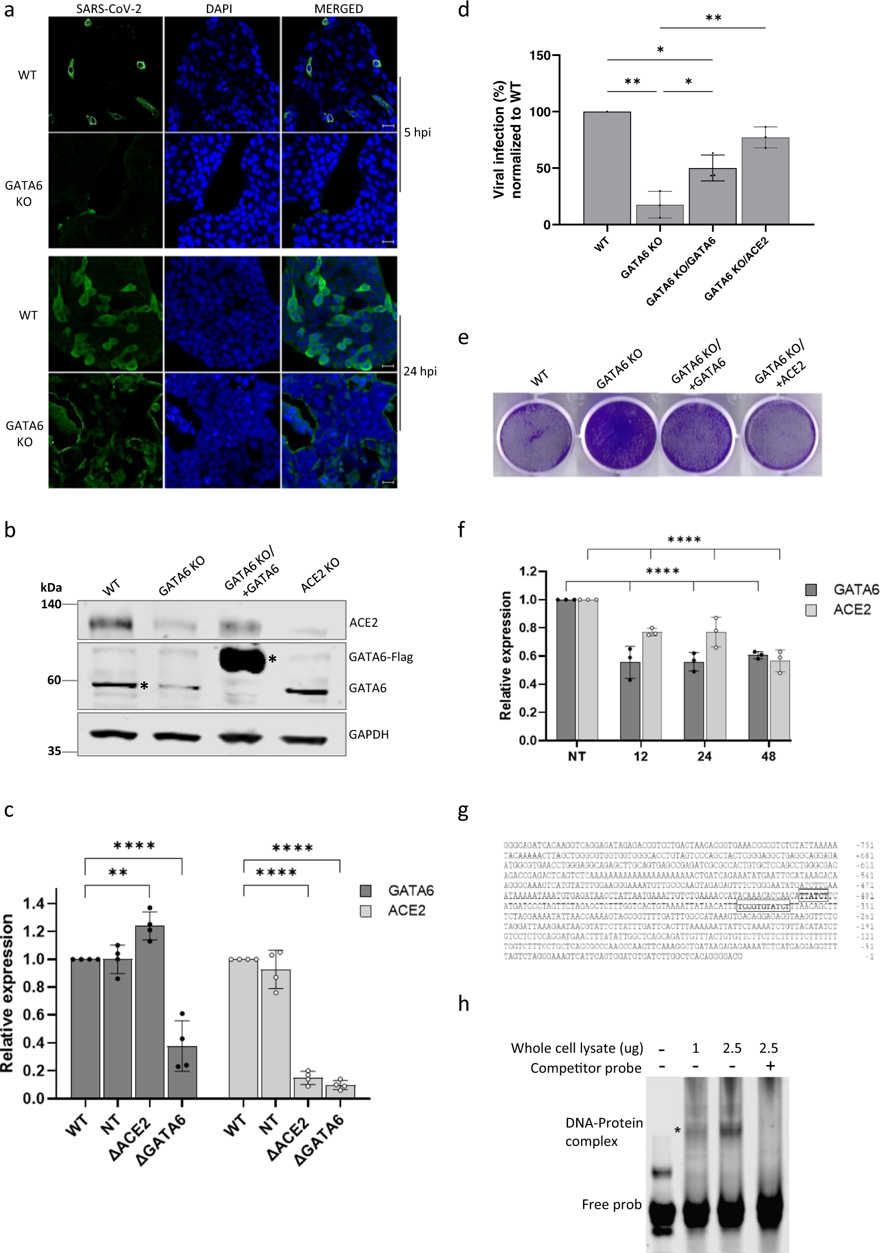 Fig. 5: GATA6 is a novel regulator of ACE2.