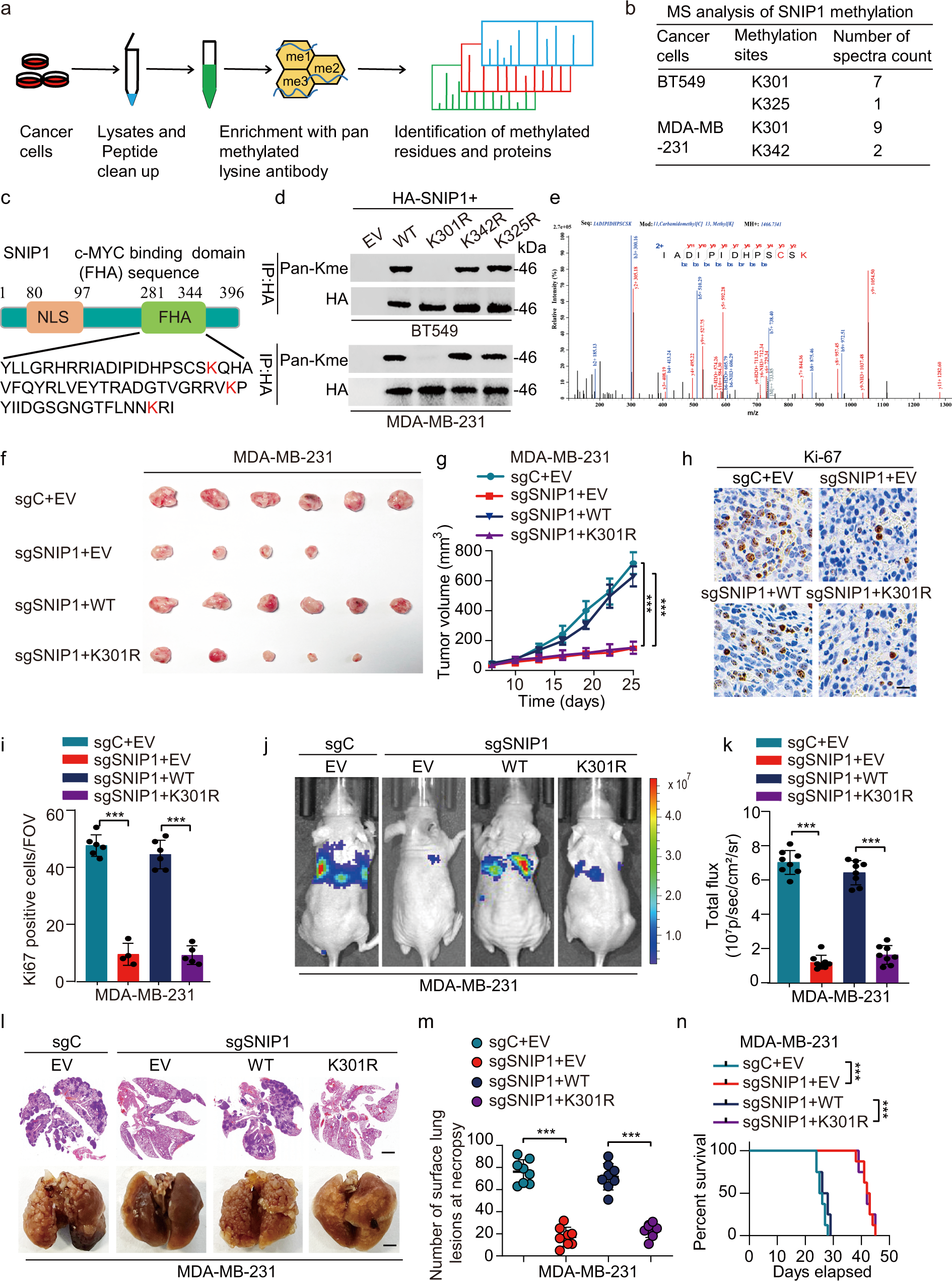 KMT5A-methylated SNIP1 promotes triple-negative breast cancer metastasis by  activating YAP signaling | Nature Communications