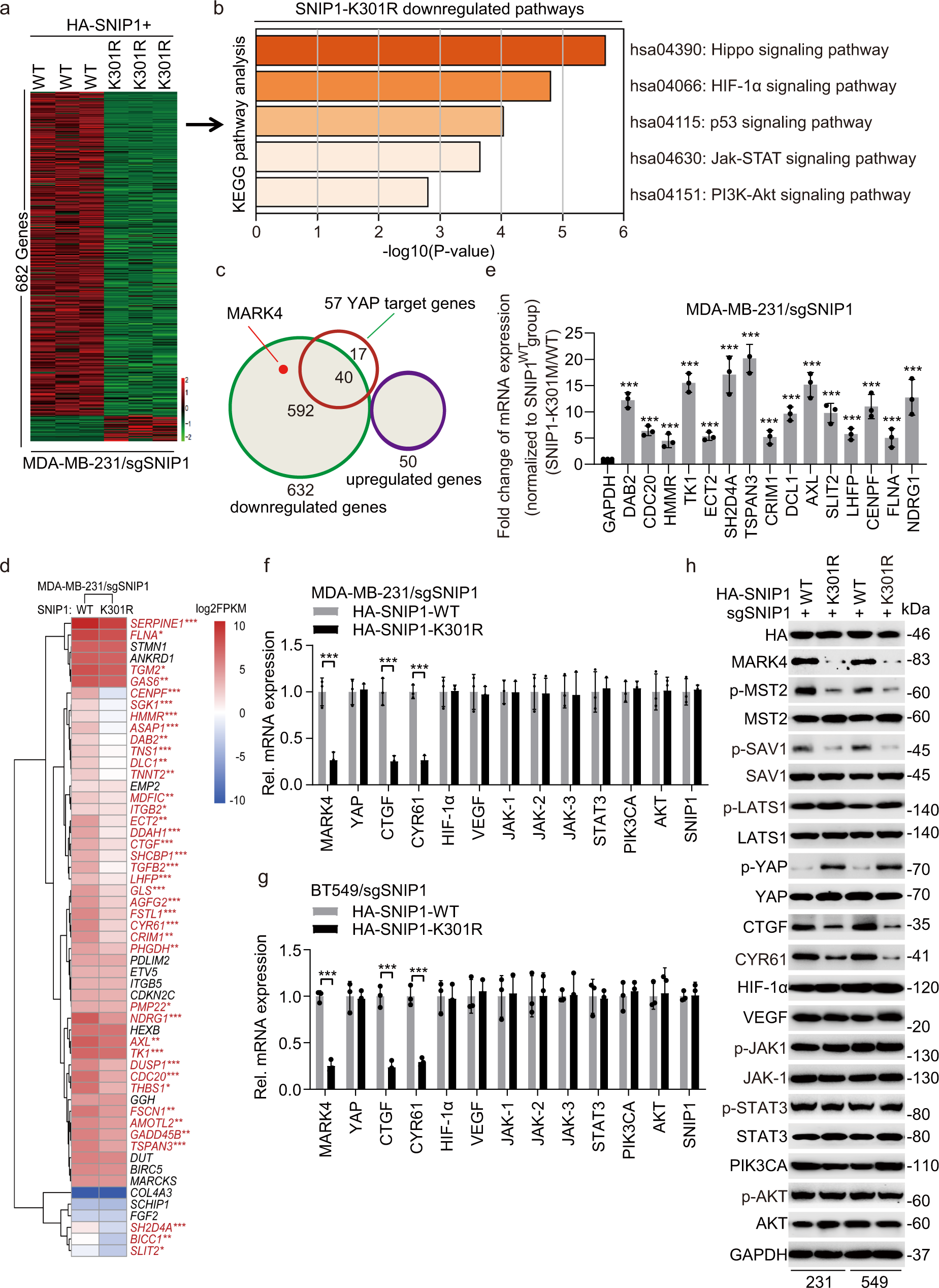 Fig. 3: KMT5A-mediated SNIP1 K301 methylation activates Hippo/YAP signaling.