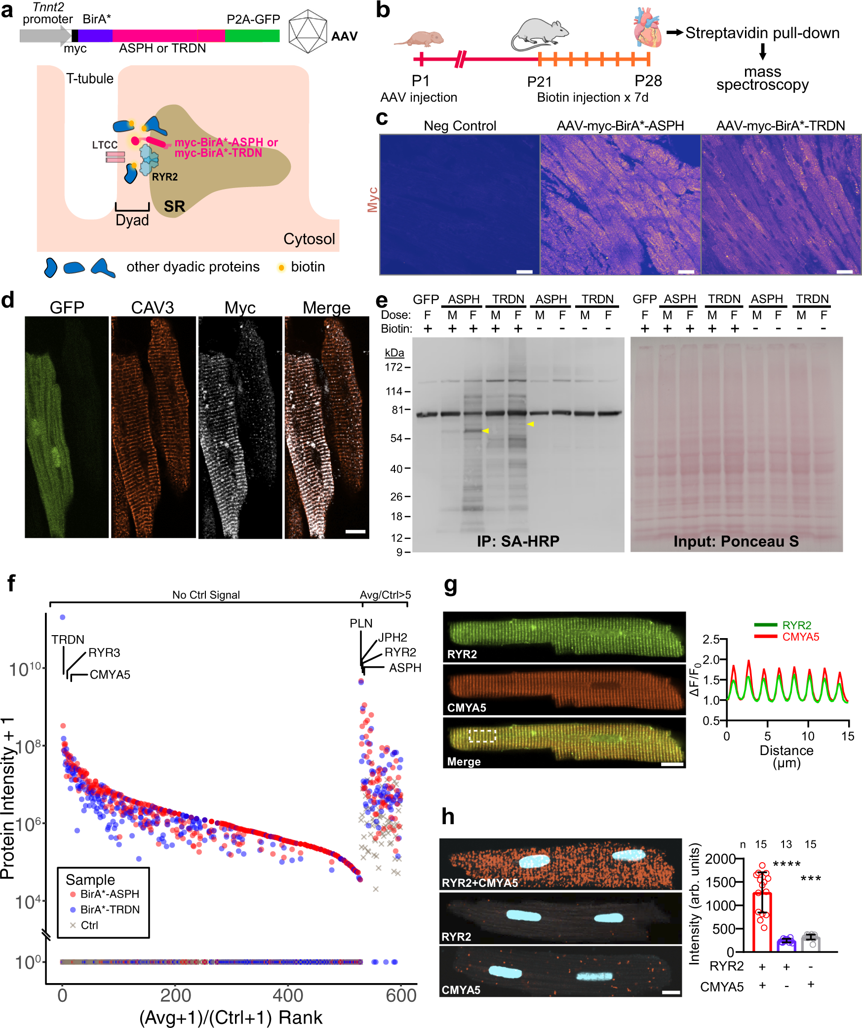 Fig. 1: BioID identification of dyadic proteins.