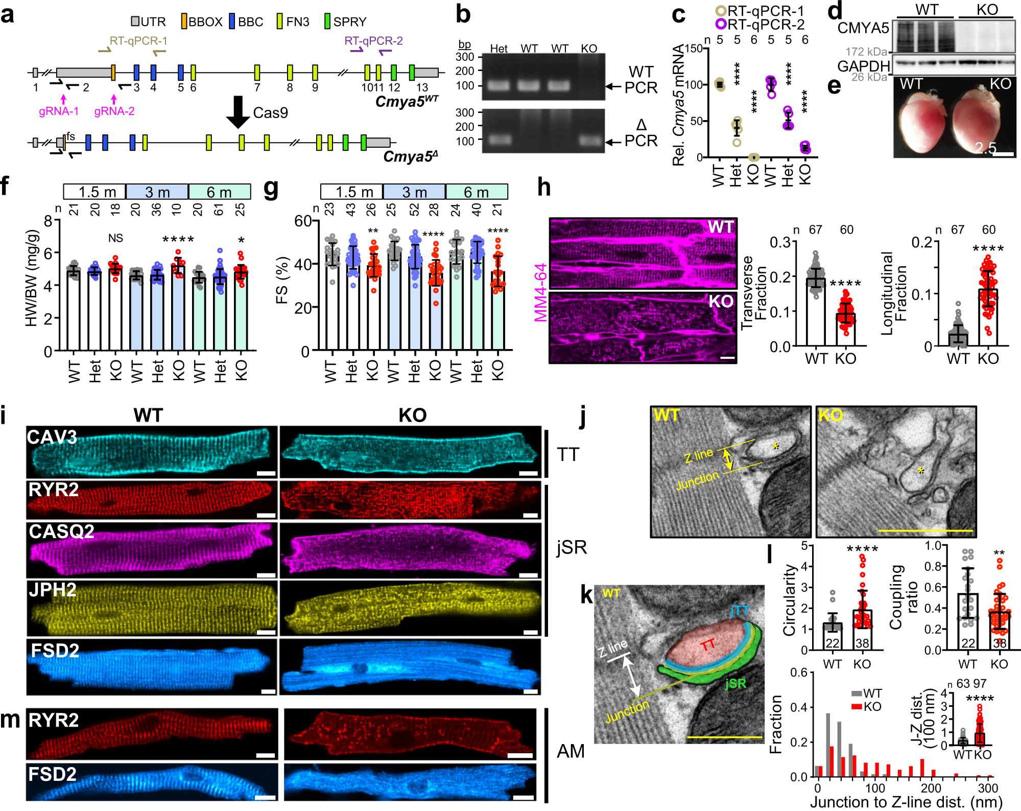 Fig. 2: Characterization of hearts lacking CMYA5.