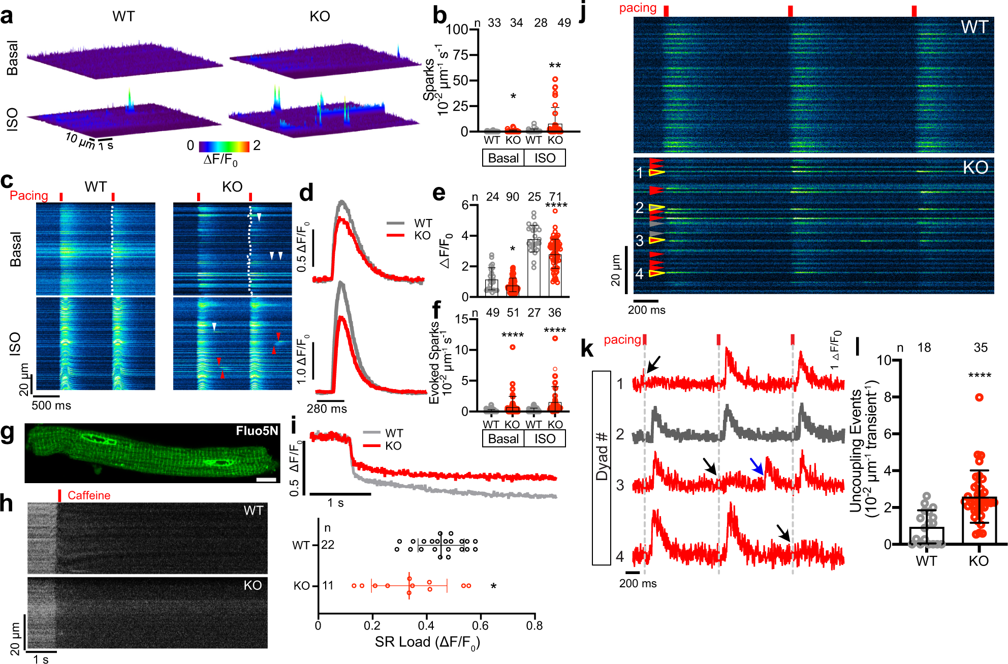 Fig. 4: Altered dyadic Ca2+ release in CMYA5 KO cardiomyocytes.