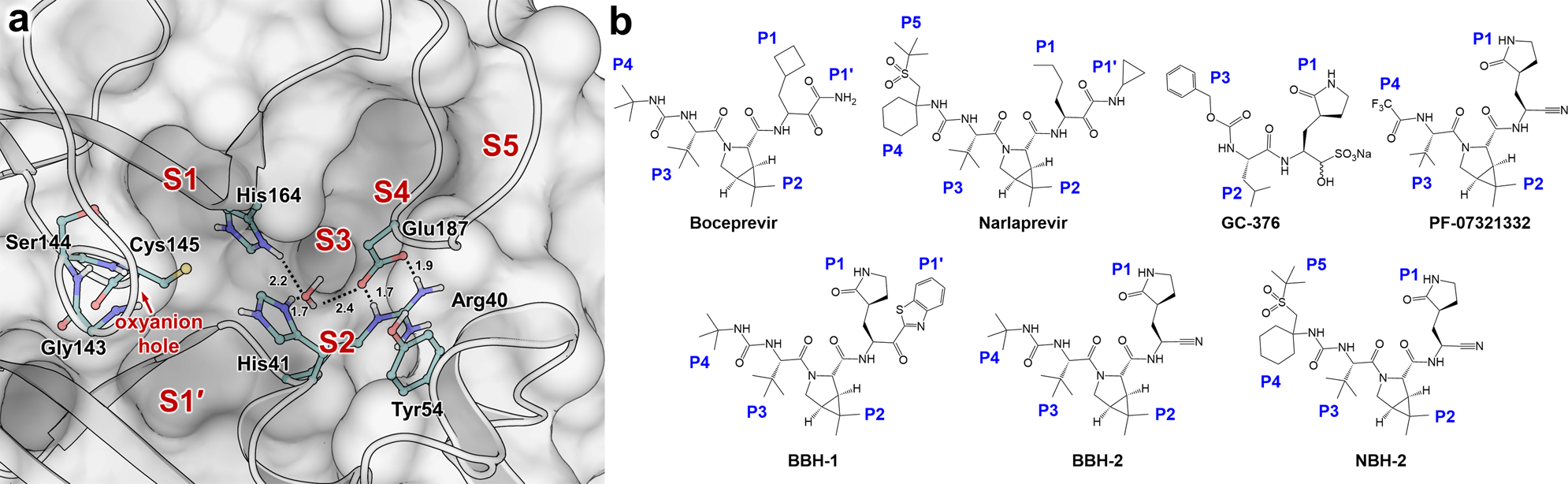 Potent Noncovalent Inhibitors of the Main Protease of SARS-CoV-2