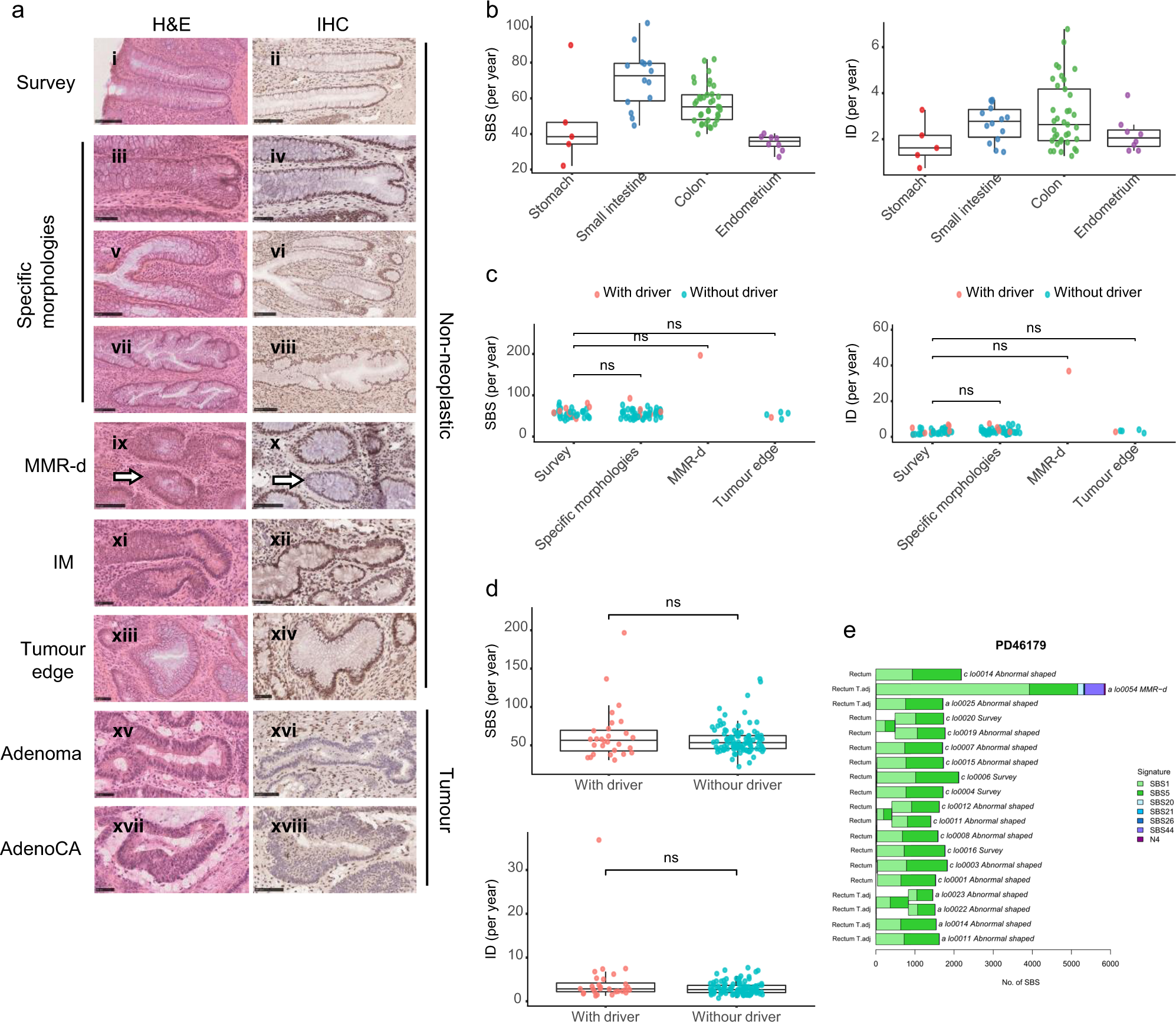 Mutational Landscape Of Normal Epithelial Cells In Lynch Syndrome Patients Nature Communications