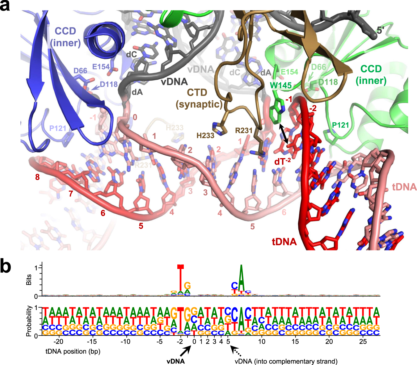 Fig. 2: Engagement of tDNA by the MVV intasome.