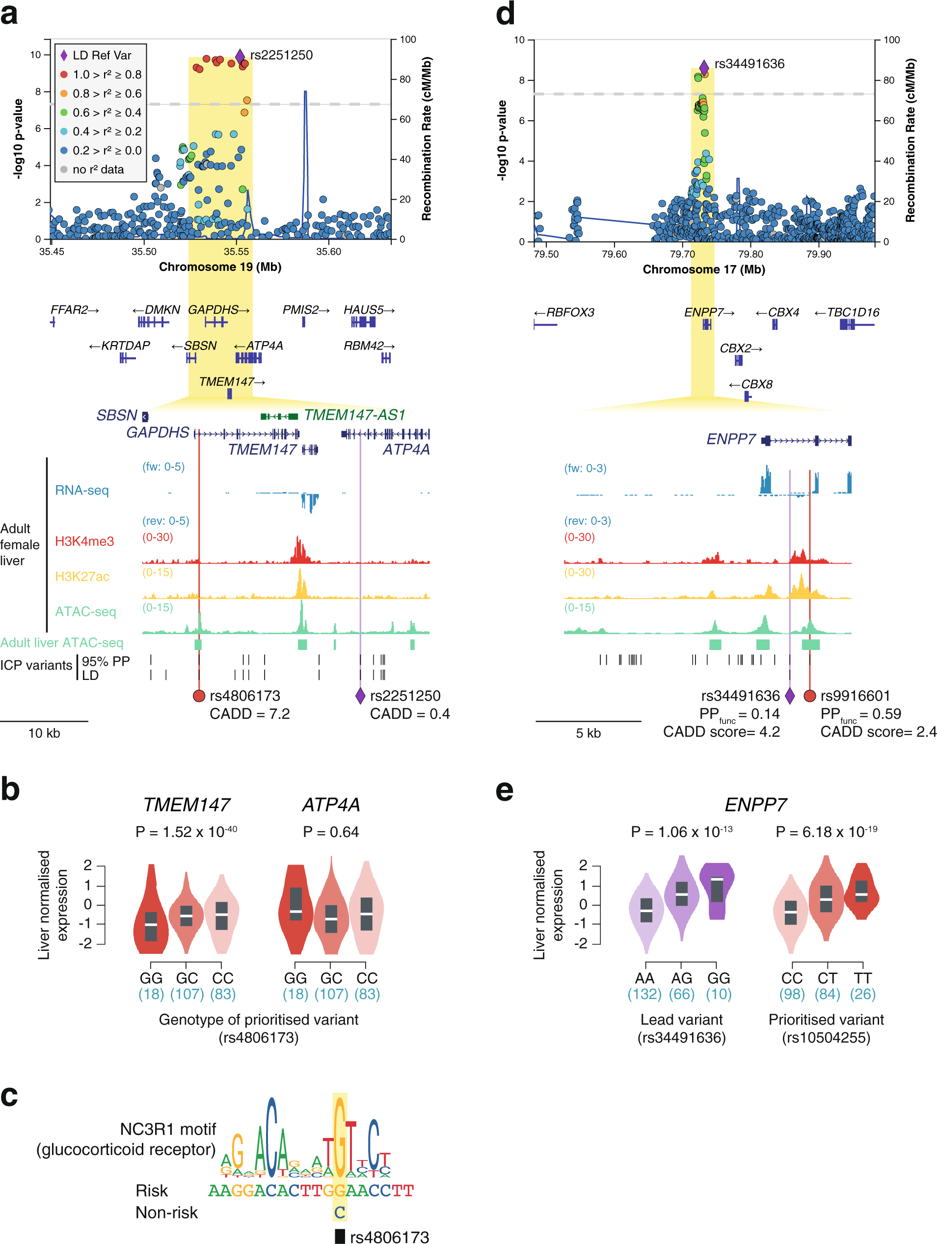 Fig. 6: Analysis human liver eQTLs uncovers TMEM147 and ENPP7 as effector transcripts of ICP susceptibility.