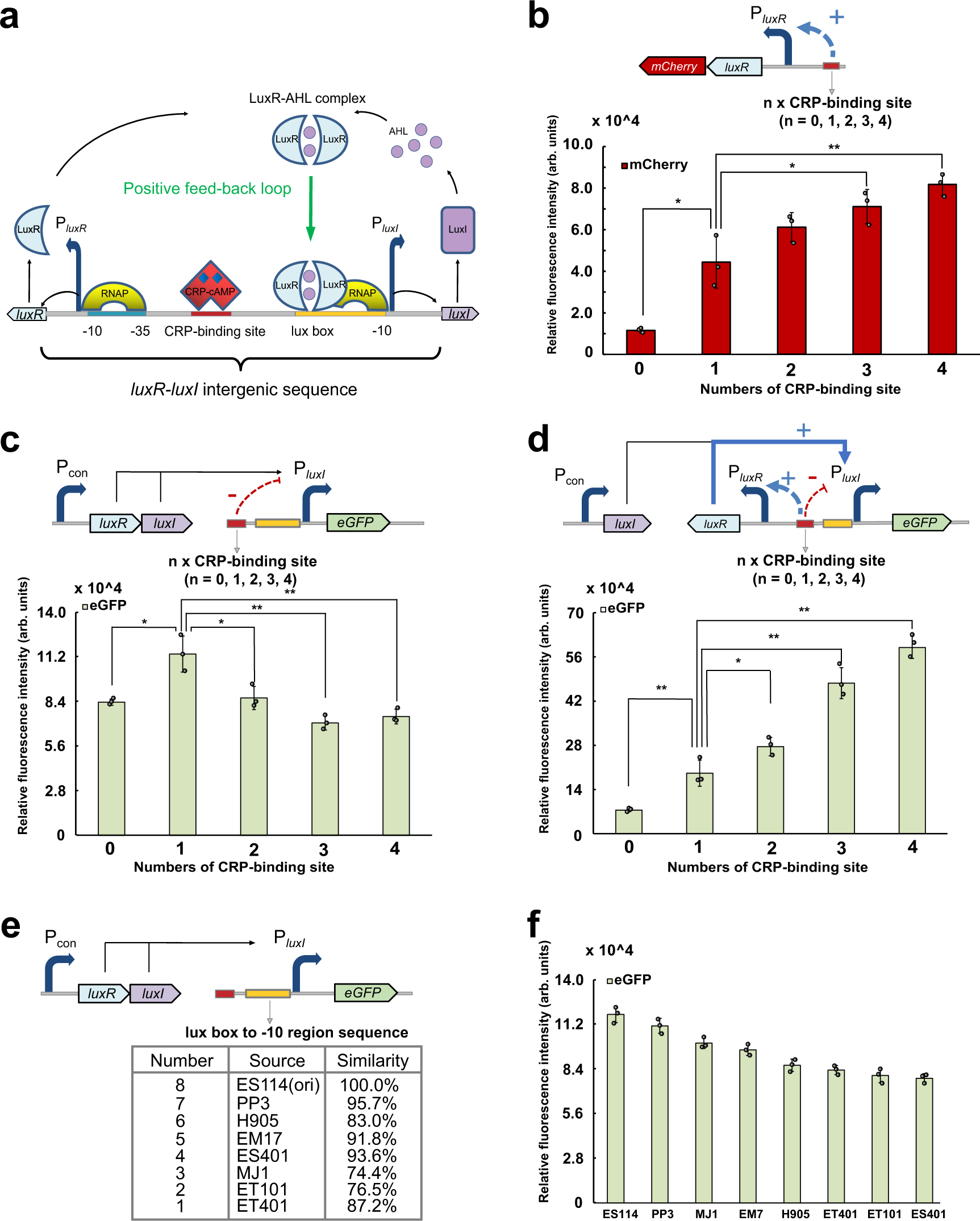 Fig. 1: Investigation of the regulatory mechanism of luxR-luxI intergenic sequence.