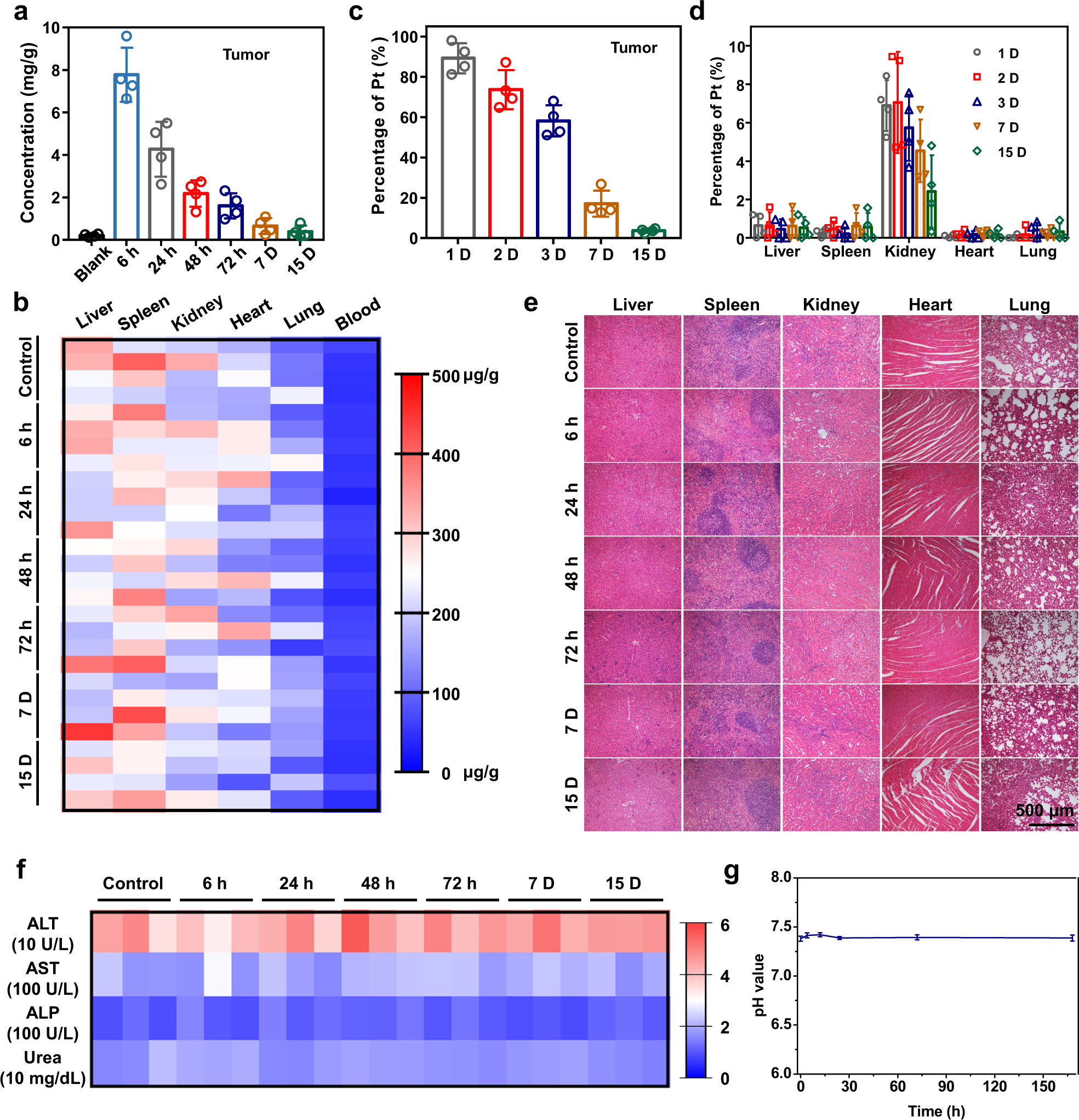 Fig. 6: In vivo safety and biodegradation behaviors of MgG rods.