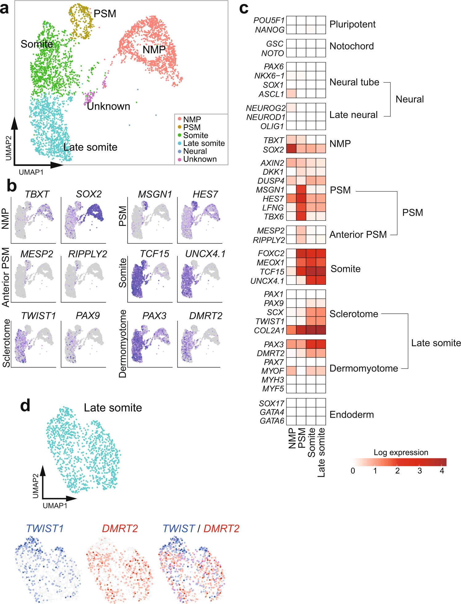 Fig. 2: scRNA-seq analyses of somitoids.
