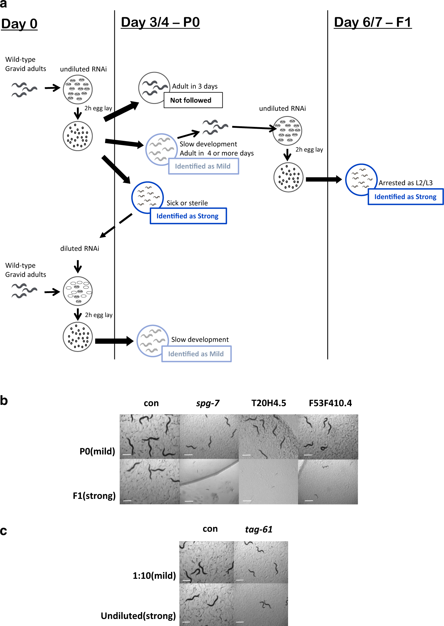 Neuroligin-mediated neurodevelopmental defects are induced by mitochondrial  dysfunction and prevented by lutein in C. elegans | Nature Communications