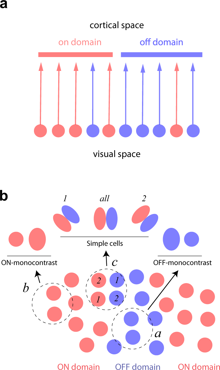 Fig. 3: A biased-input model of ON/OFF domains.
