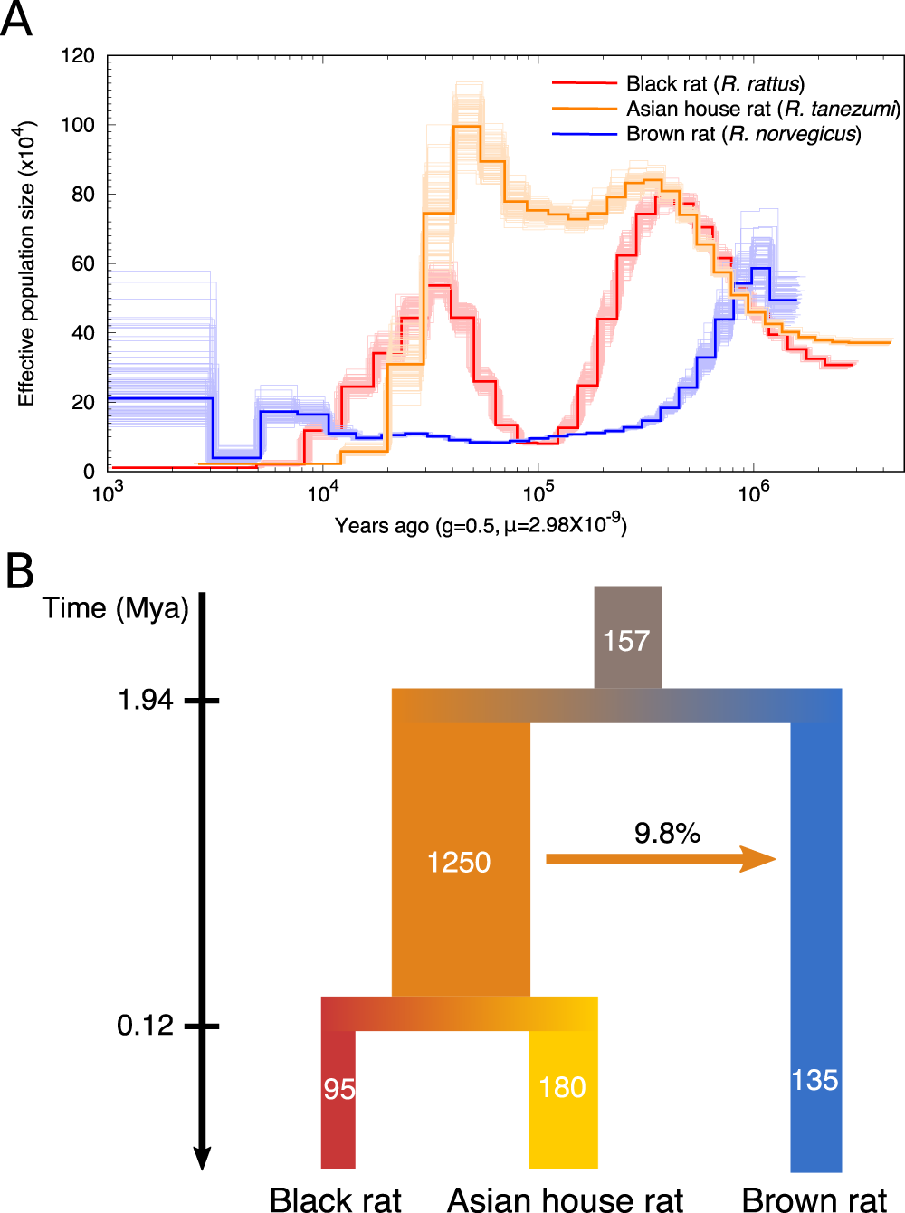 black rat rattus) reveals multiple European introductions associated with human economic history | Nature Communications