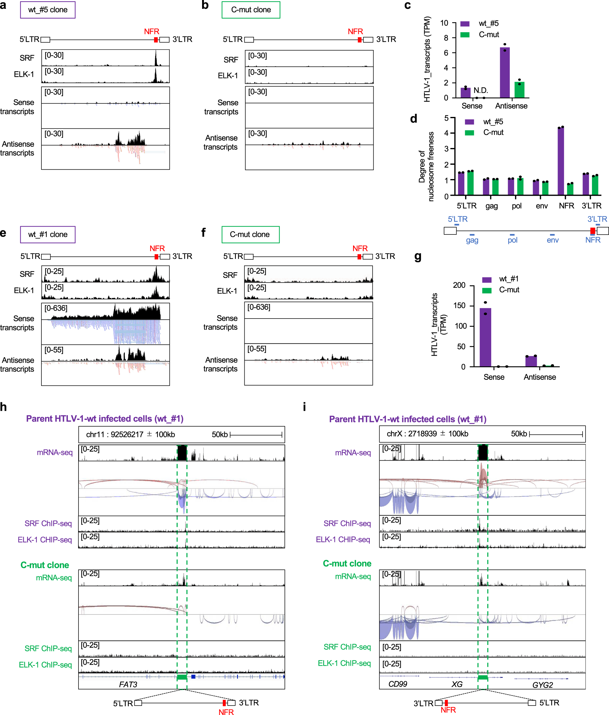 Fig. 6: Establishment and characterization of HTLV-1-mut_3 clones by CRISPR/Cas9.