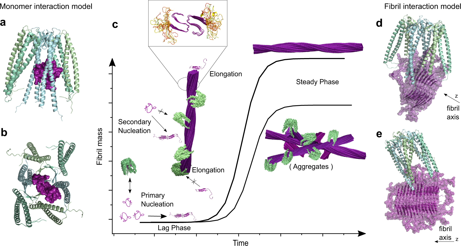 Fig. 5: Structural Model of inhibition of IAPP fibril formation by PFD.