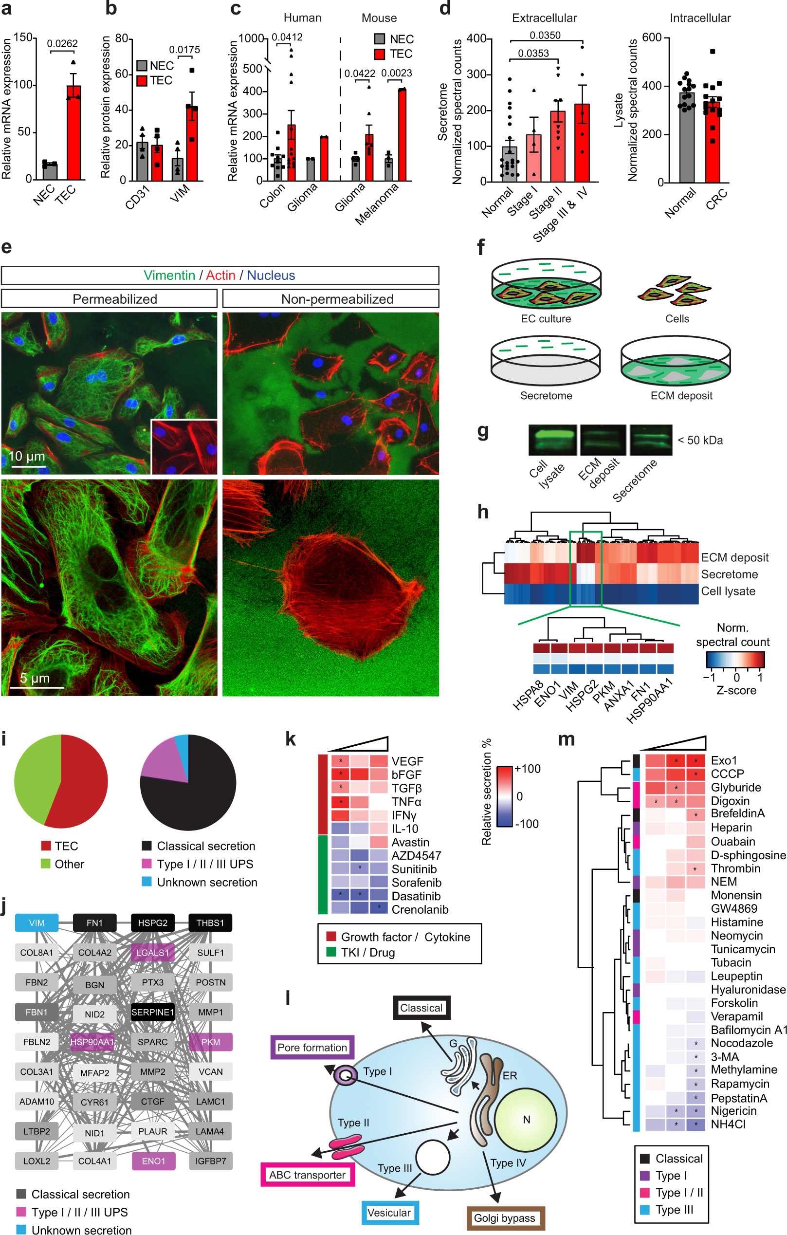 Extracellular vimentin mimics VEGF and is a target for anti-angiogenic  immunotherapy | Nature Communications