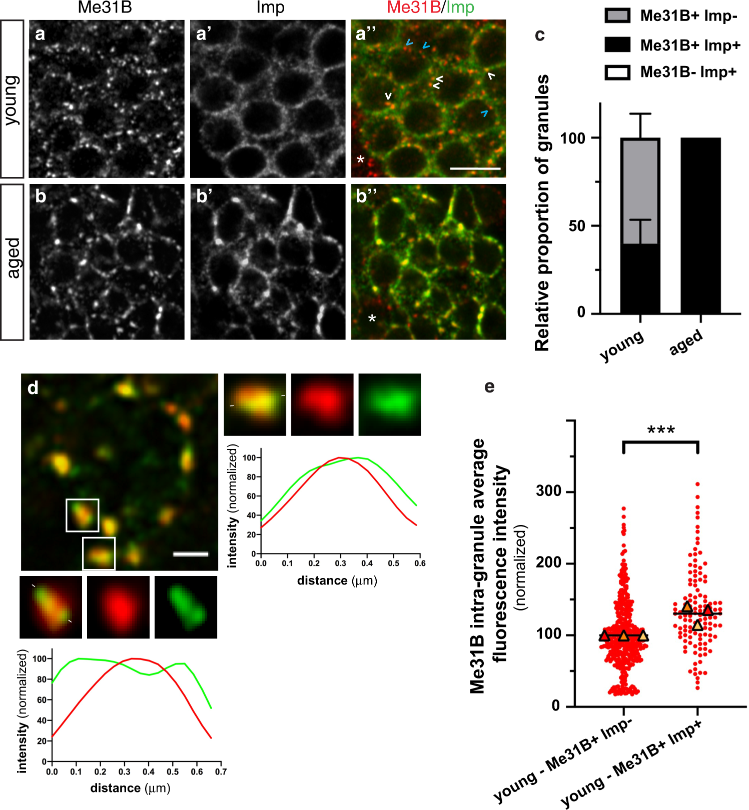 Fig. 3: Age-dependent changes in RNP granule composition.