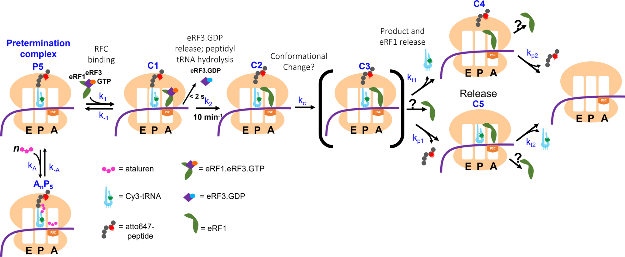 Fig. 6: A simplified model for RFC catalysis of termination.