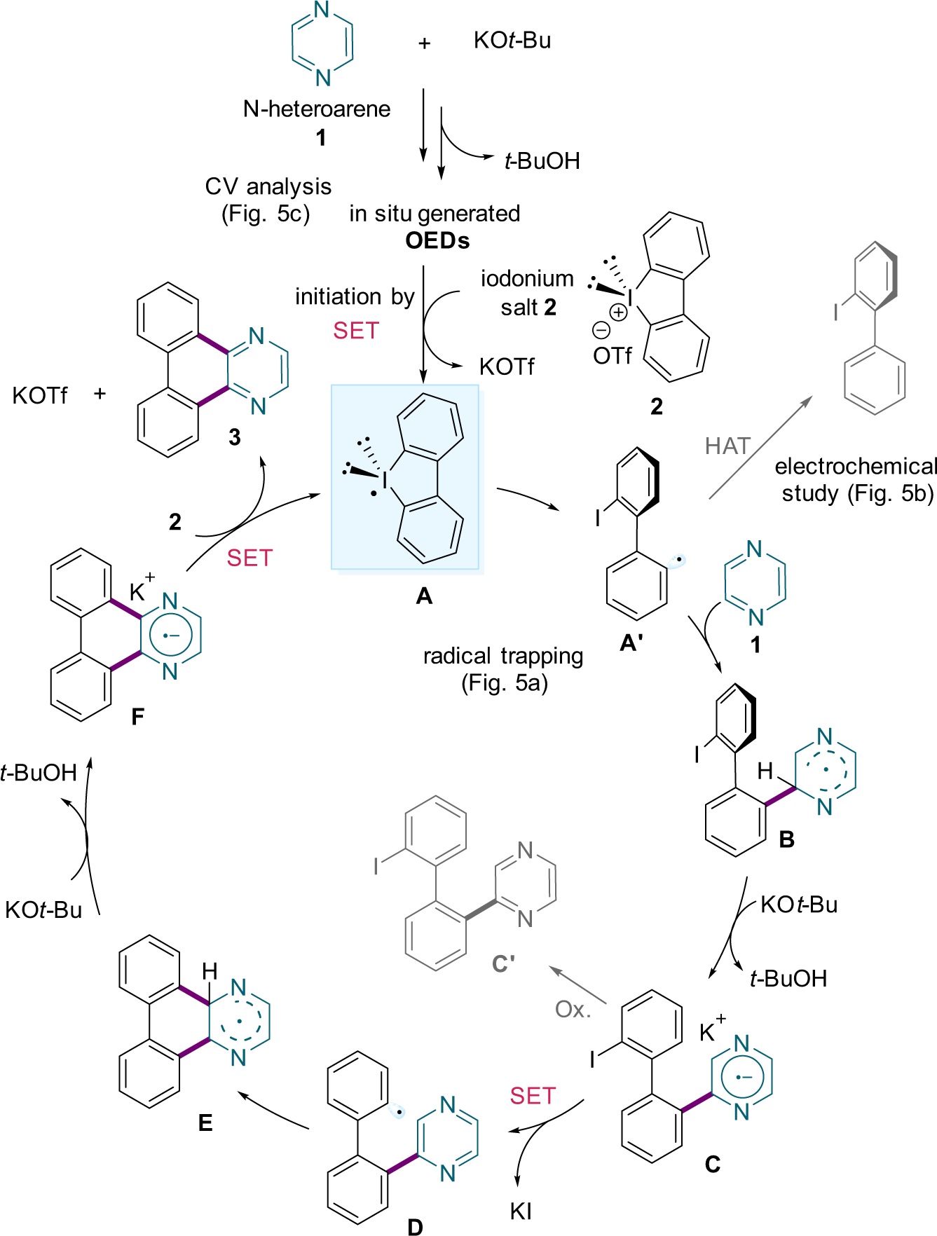 Fig. 6: Proposed iodanyl-Minisci-type APEX reaction mechanism of simple azines.