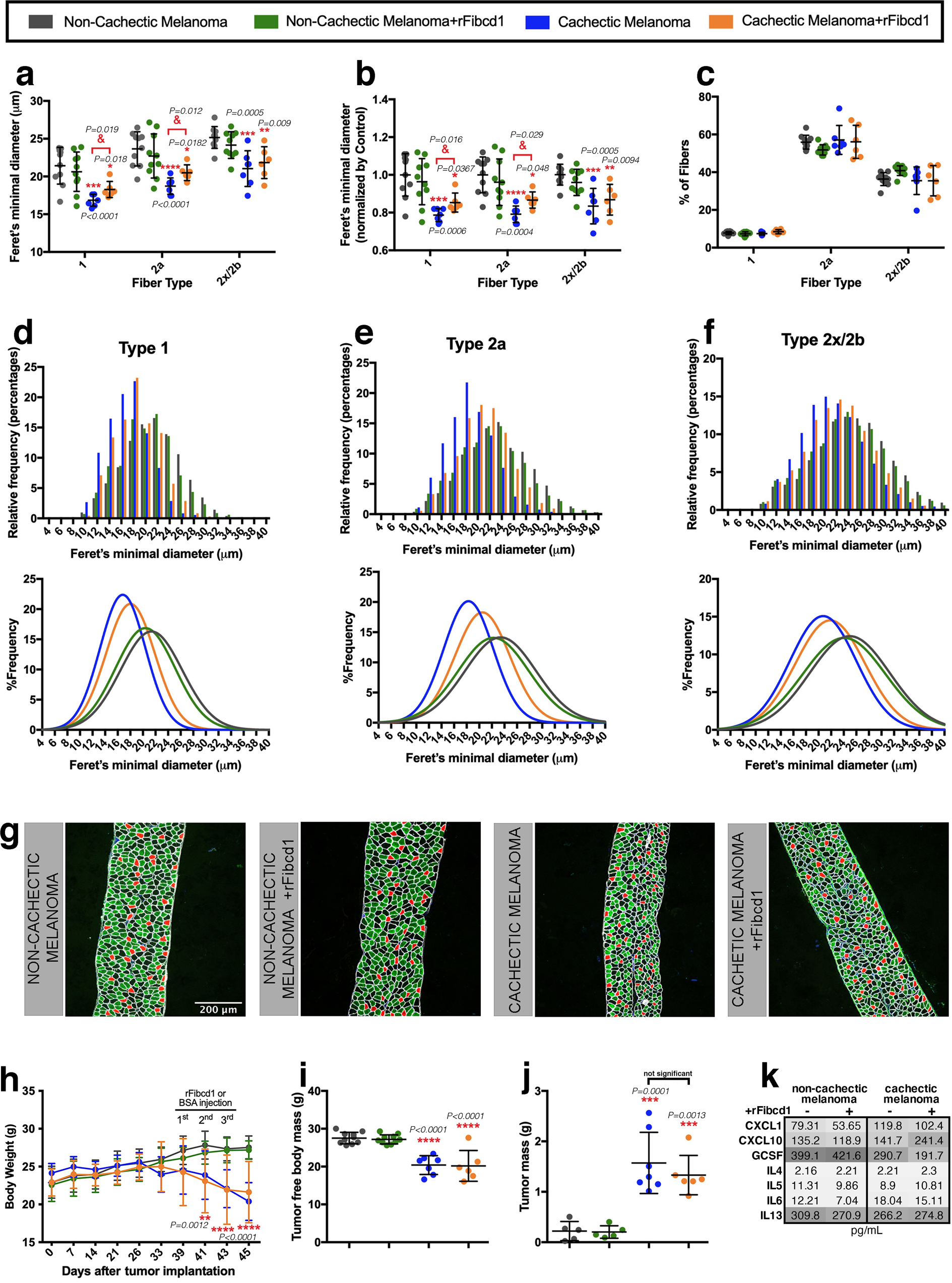 Fig. 6: rFibcd1 rescues diaphragm myofiber atrophy induced by a patient-derived melanoma xenograft.