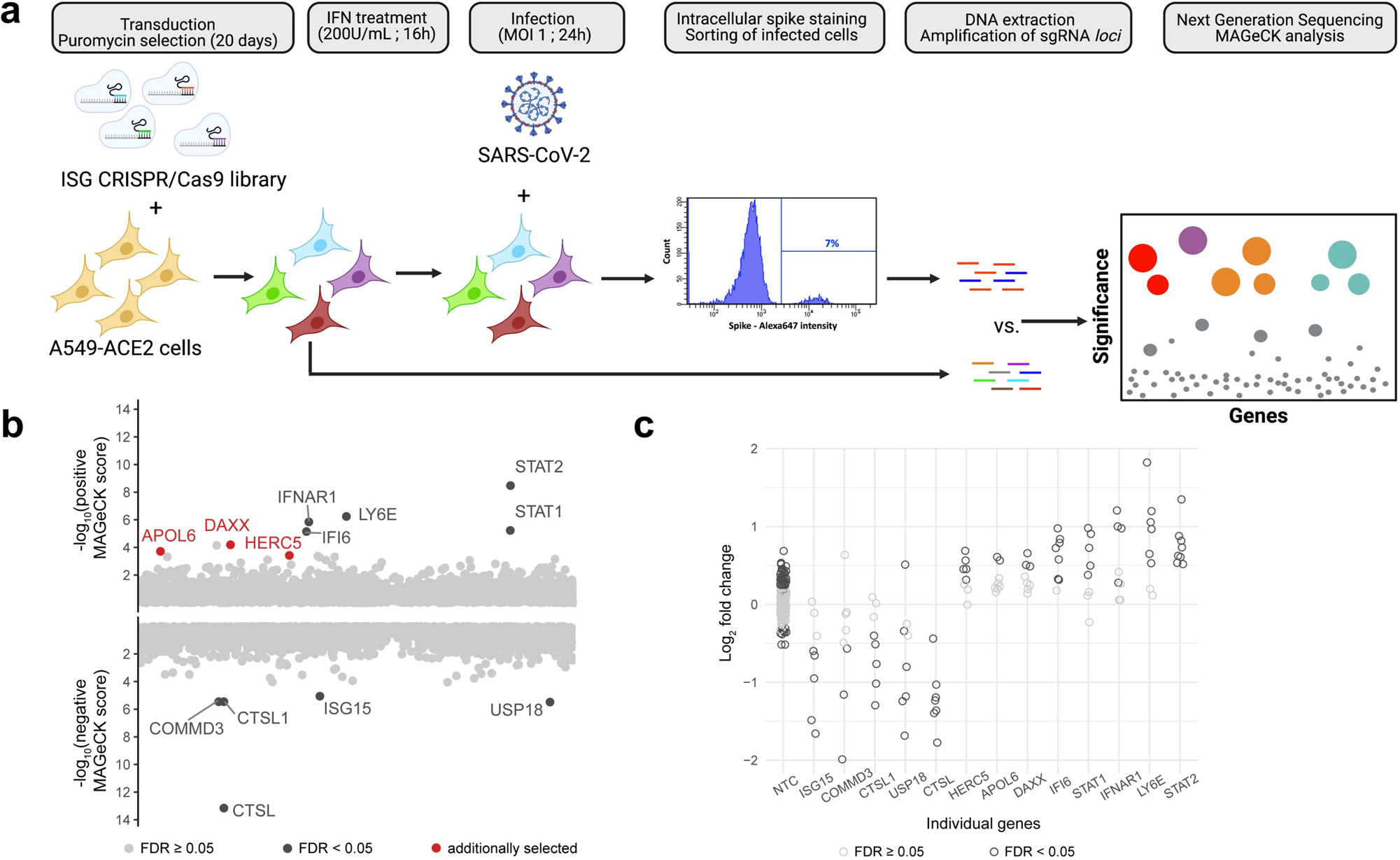 SUMO-1 CRISPR Knockout and Activation Products (h)