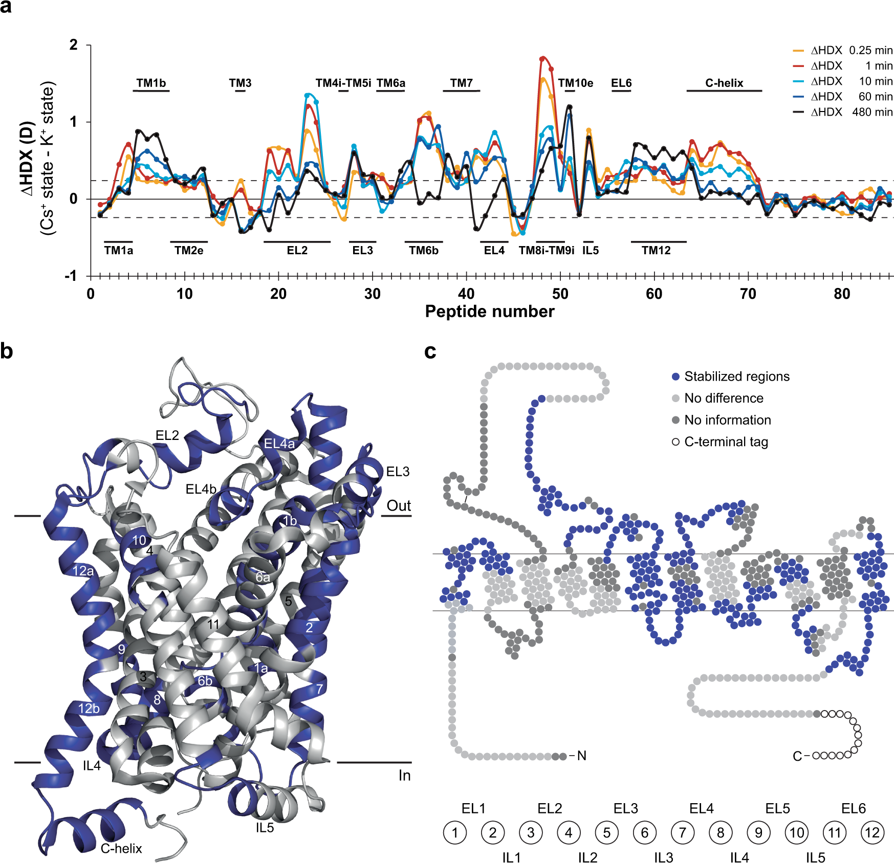 Fig. 2: K+ impacts the conformational dynamics of dDAT.