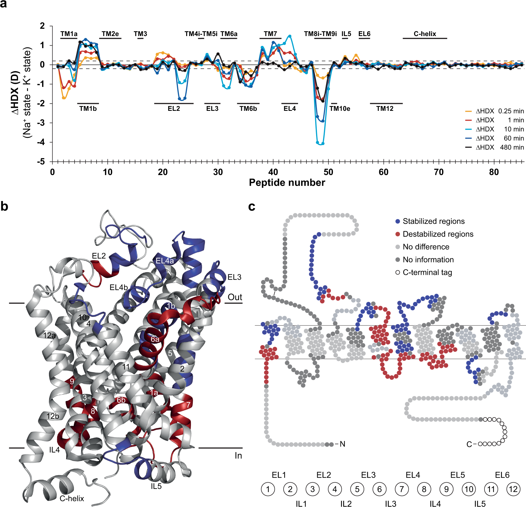 Fig. 3: K+ affects dDAT conformational dynamics differently than Na+.