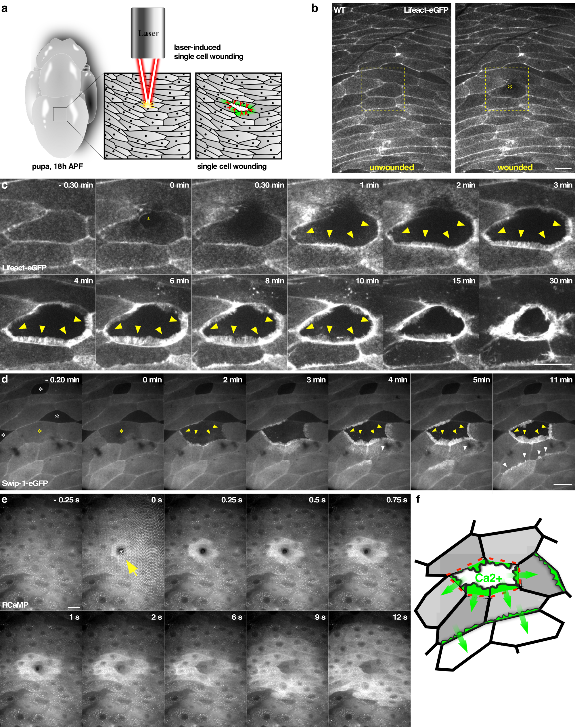 Fig. 4: Swip-1 is recruited to lamellipodial protrusions during epithelial wound closure in vivo.