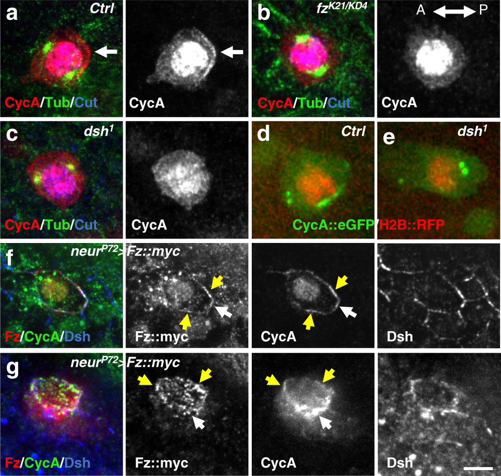 Fig. 3: CycA is recruited by the posterior PCP complex.