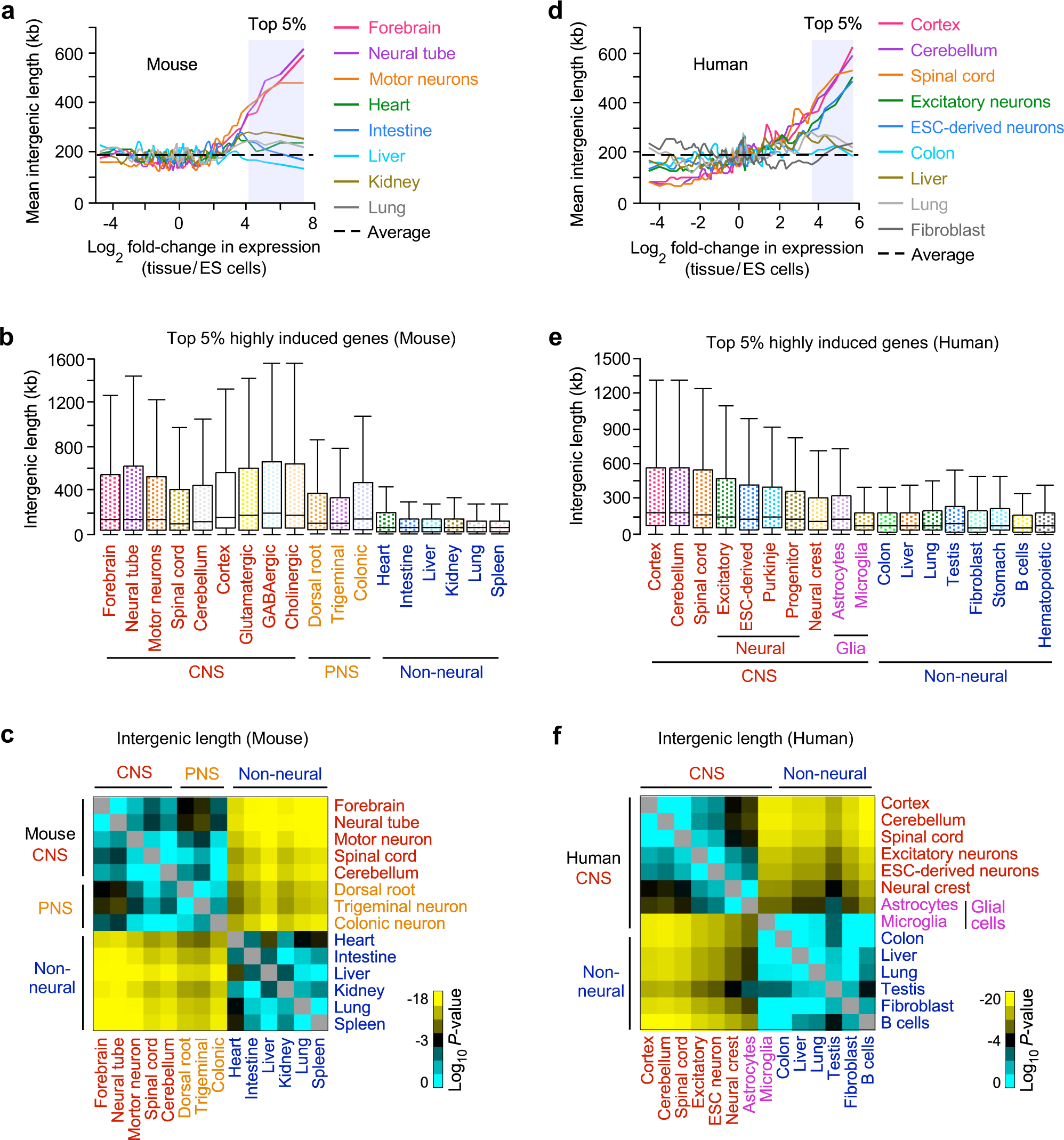 Extended intergenic DNA contributes to neuron-specific expression of  neighboring genes in the mammalian nervous system | Nature Communications