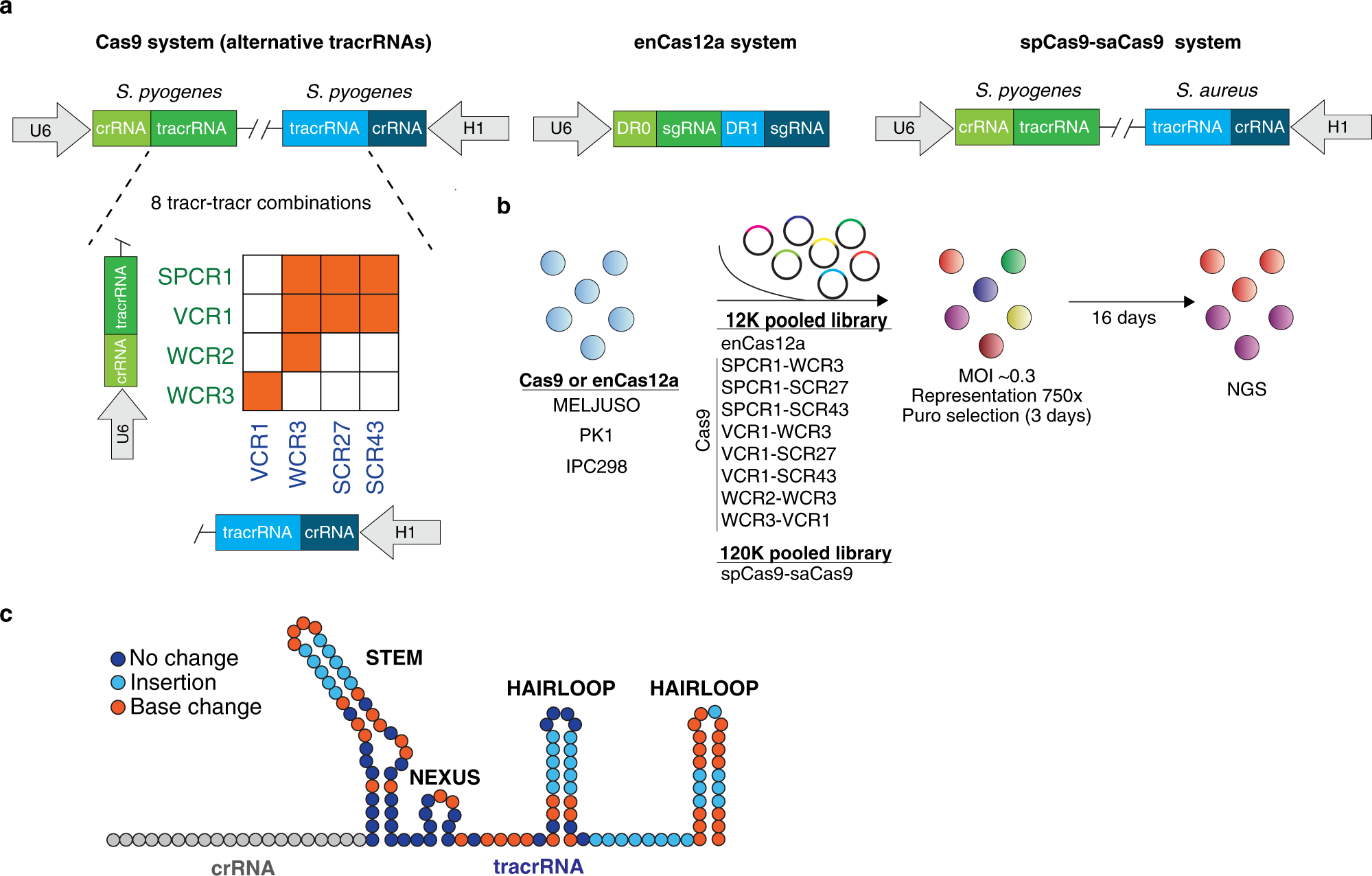 Gene Knockout/mutation - Creative Biolabs