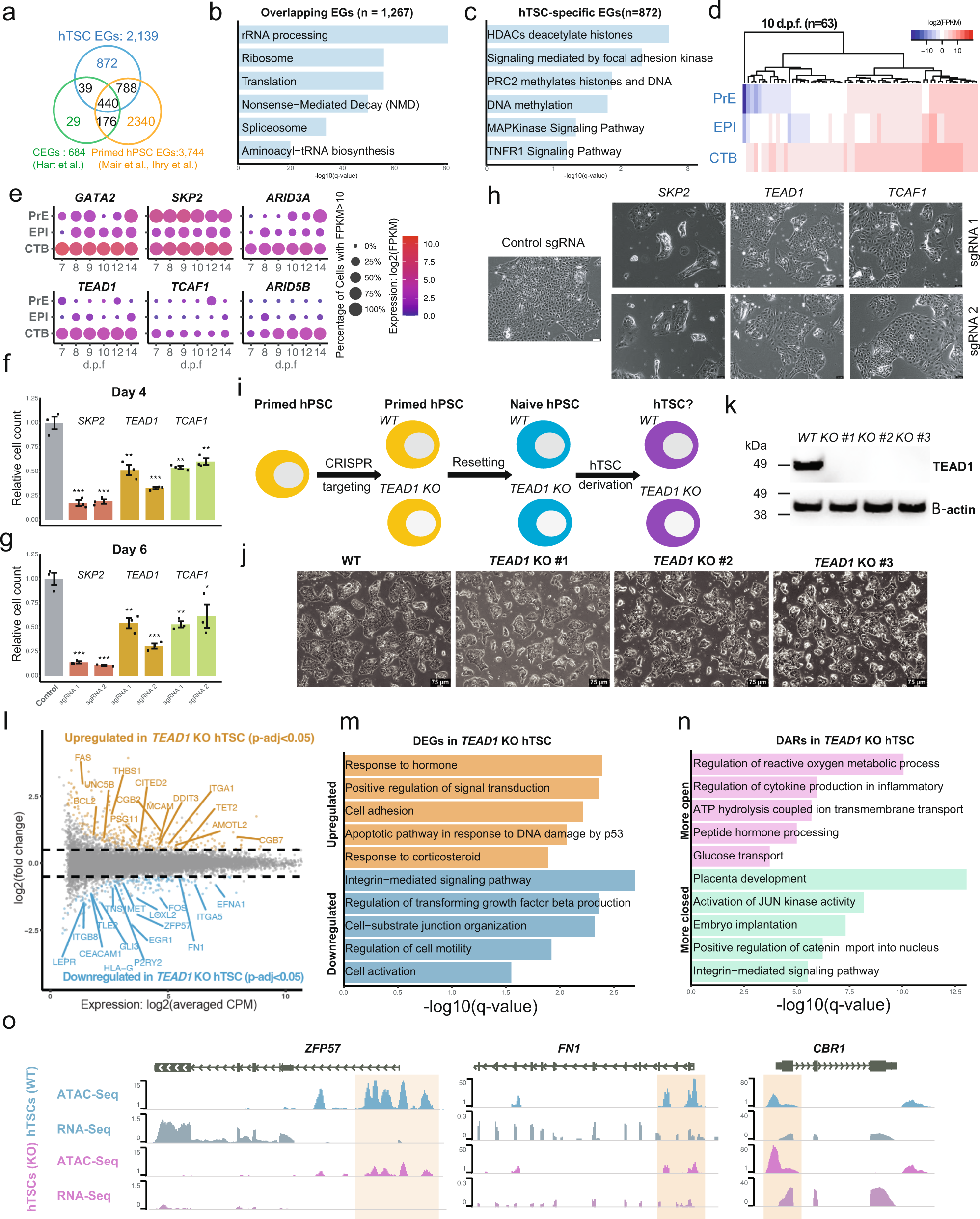 Fig. 2: Identification and analysis of hTSC-specific EGs.