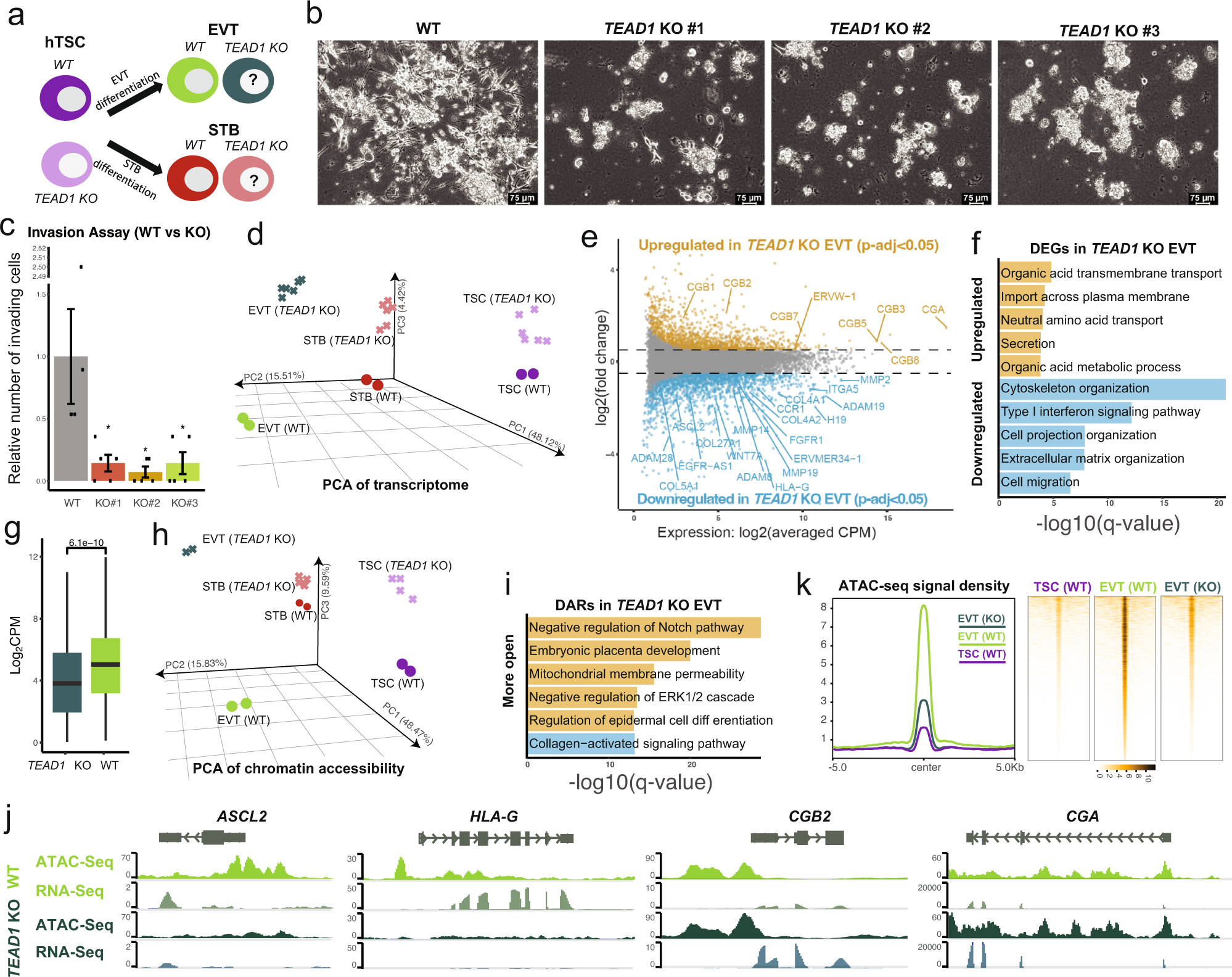 Fig. 4: Investigating the role of TEAD1 in EVT differentiation.