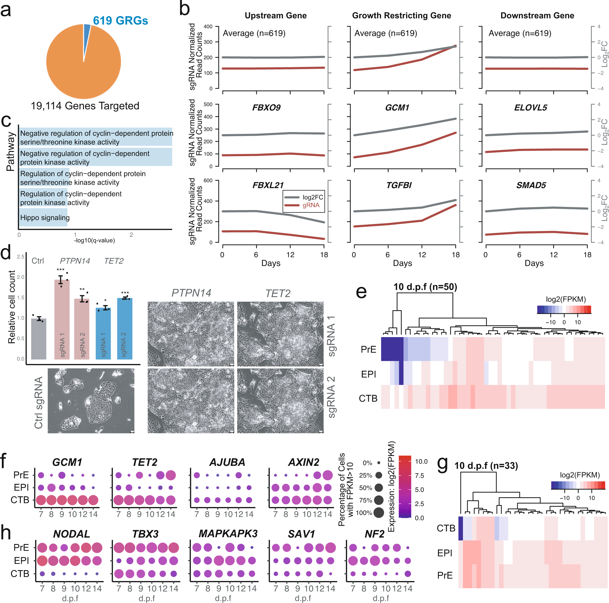Fig. 5: Identification and characterization of hTSC GRGs.
