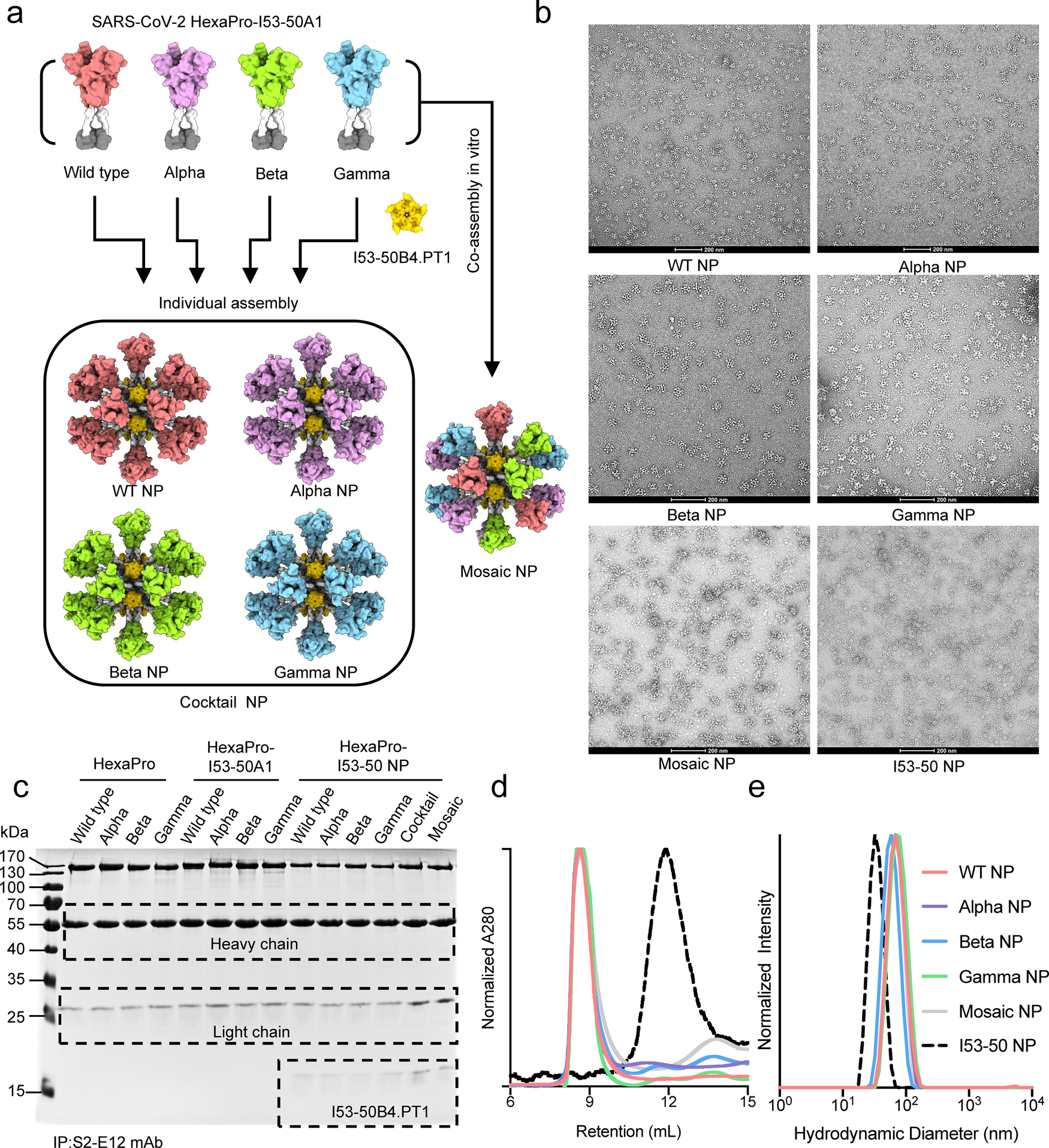 Quadrivalent mosaic HexaPro-bearing nanoparticle vaccine protects against  infection of SARS-CoV-2 variants | Nature Communications