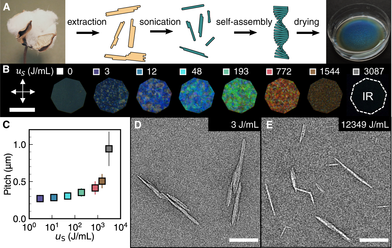 Chiral self-assembly of cellulose nanocrystals is driven by crystallite  bundles