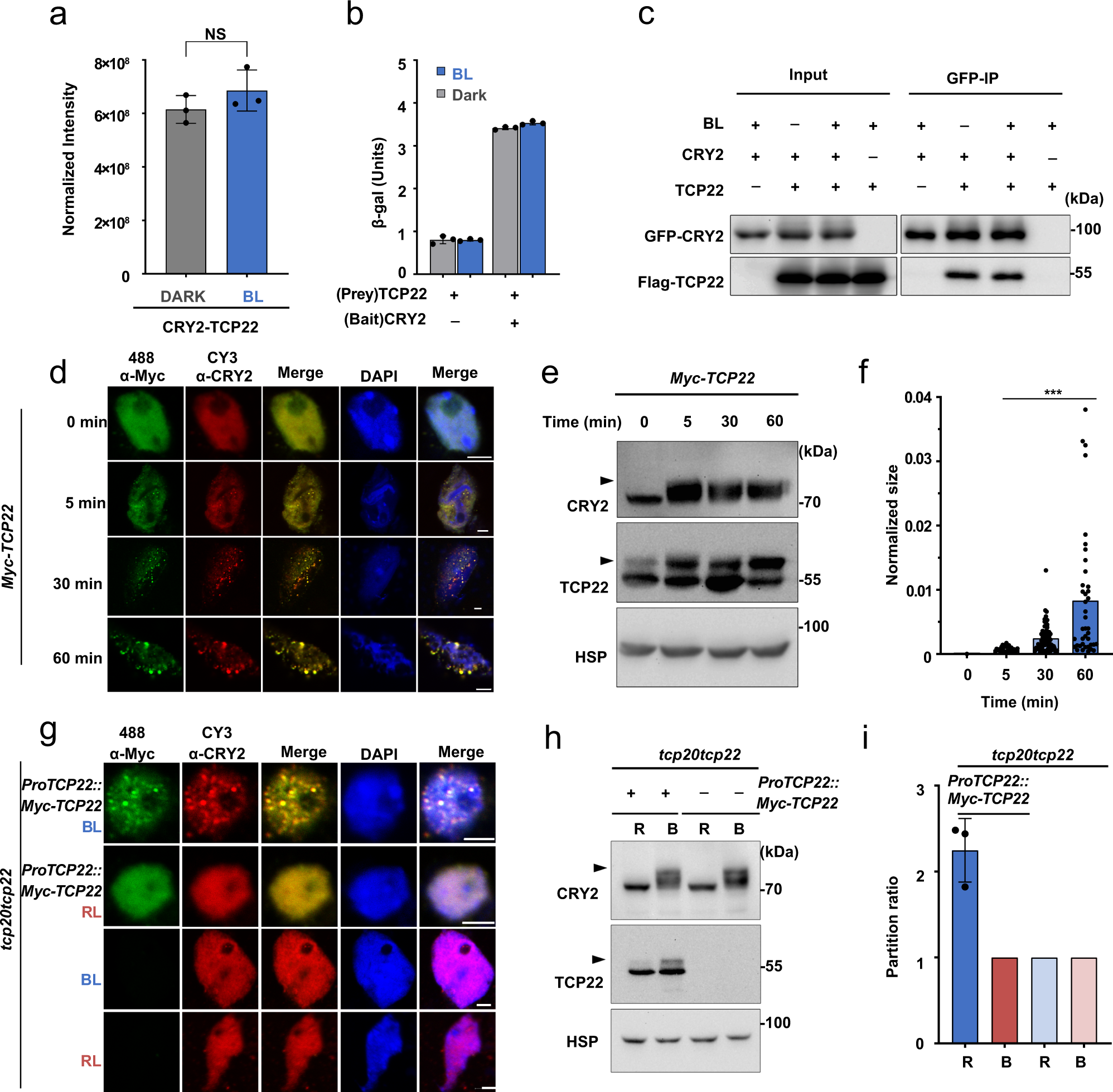 Arabidopsis cryptochrome 2 forms photobodies with TCP22 under blue light  and regulates the circadian clock | Nature Communications