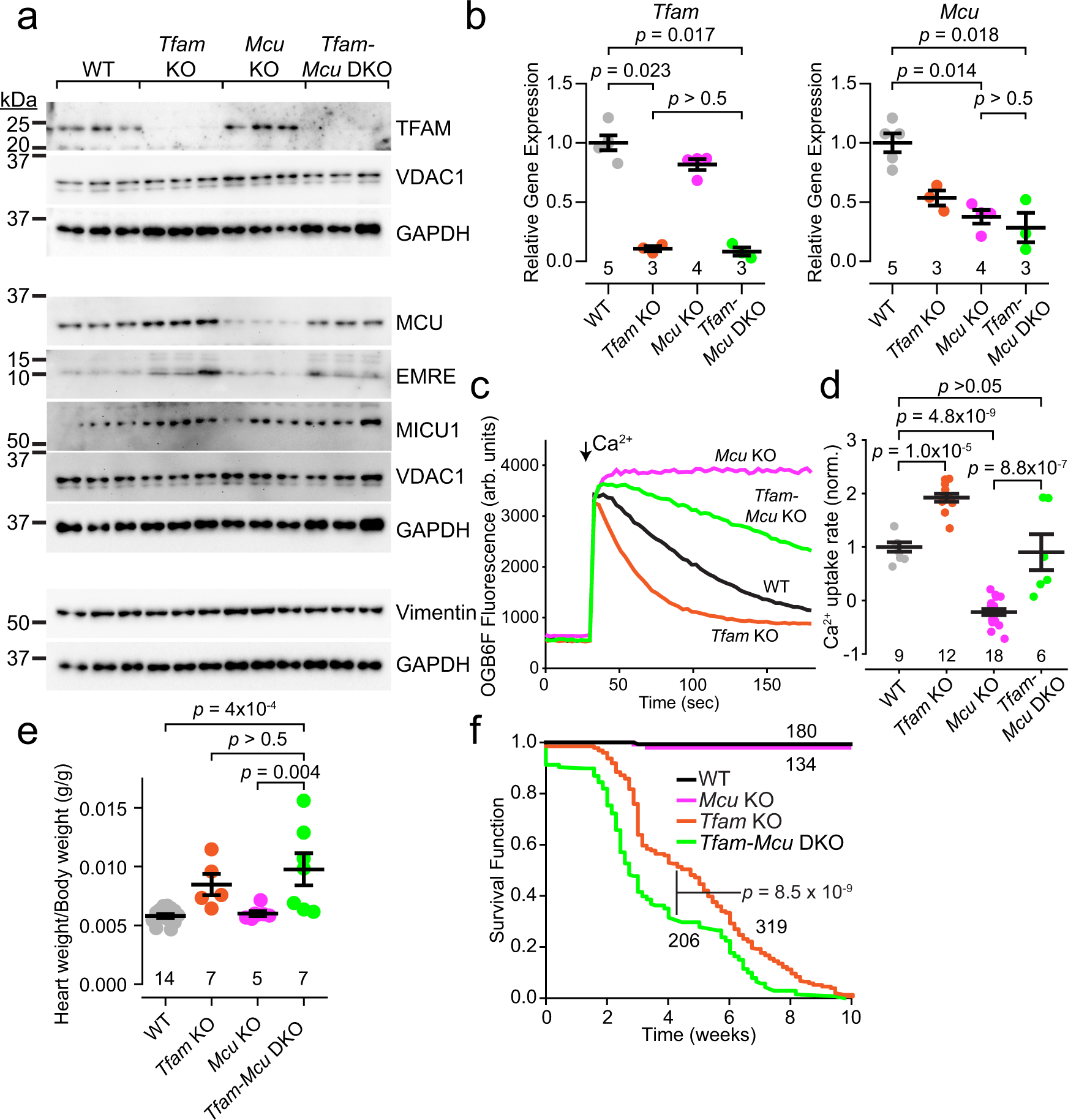 Fig. 5: Diminished MCU degradation is responsible for enhanced uniporter activity in Tfam KO hearts, and prolongs survival.