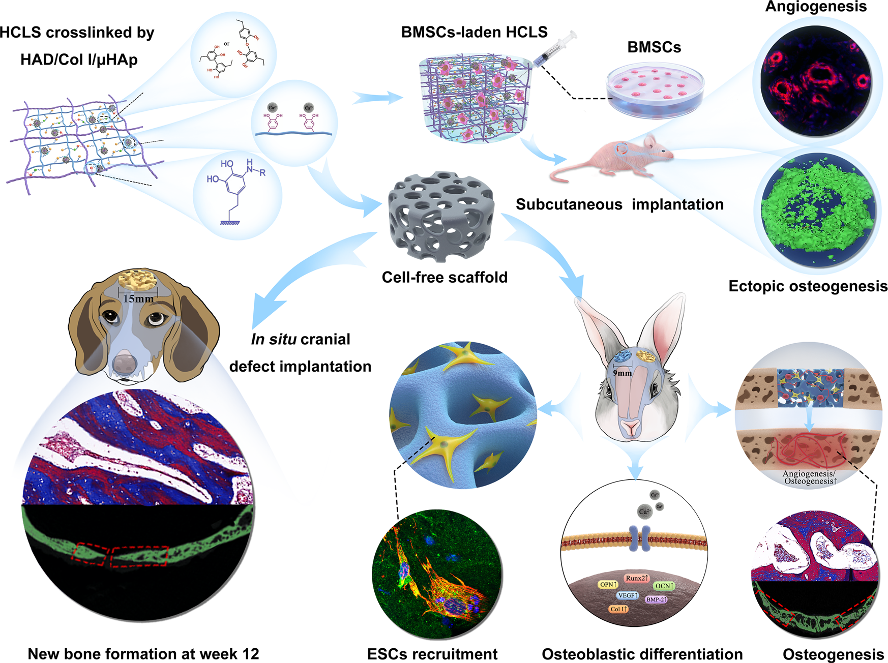 An instantly fixable and self-adaptive scaffold for skull regeneration by  autologous stem cell recruitment and angiogenesis | Nature Communications