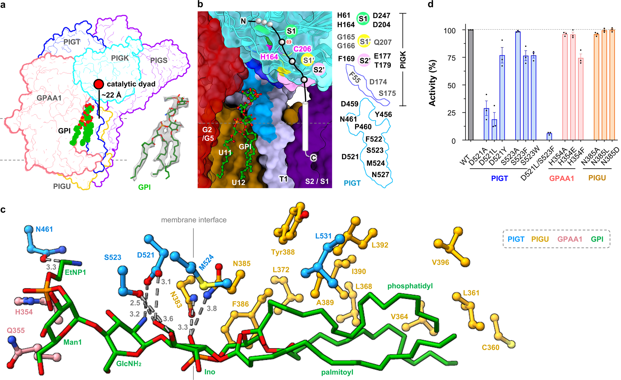 Fig. 3: Characterization of a composite GPI-binding site.
