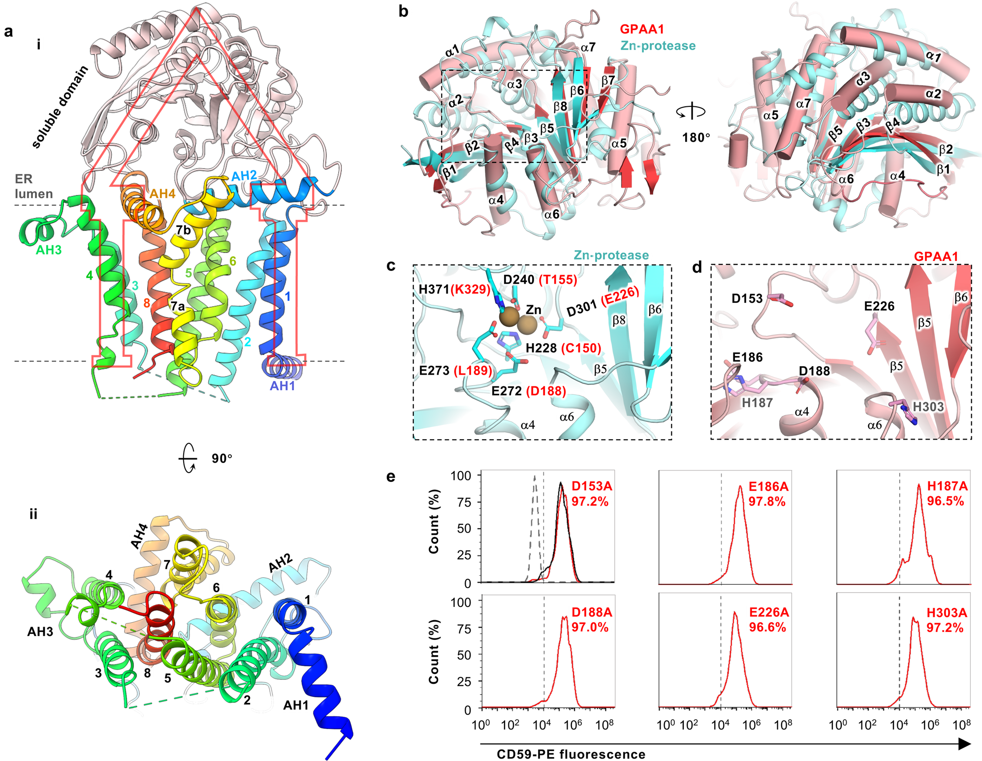Fig. 6: Structural and functional characterization of GPAA1 reveals a protease-like domain.