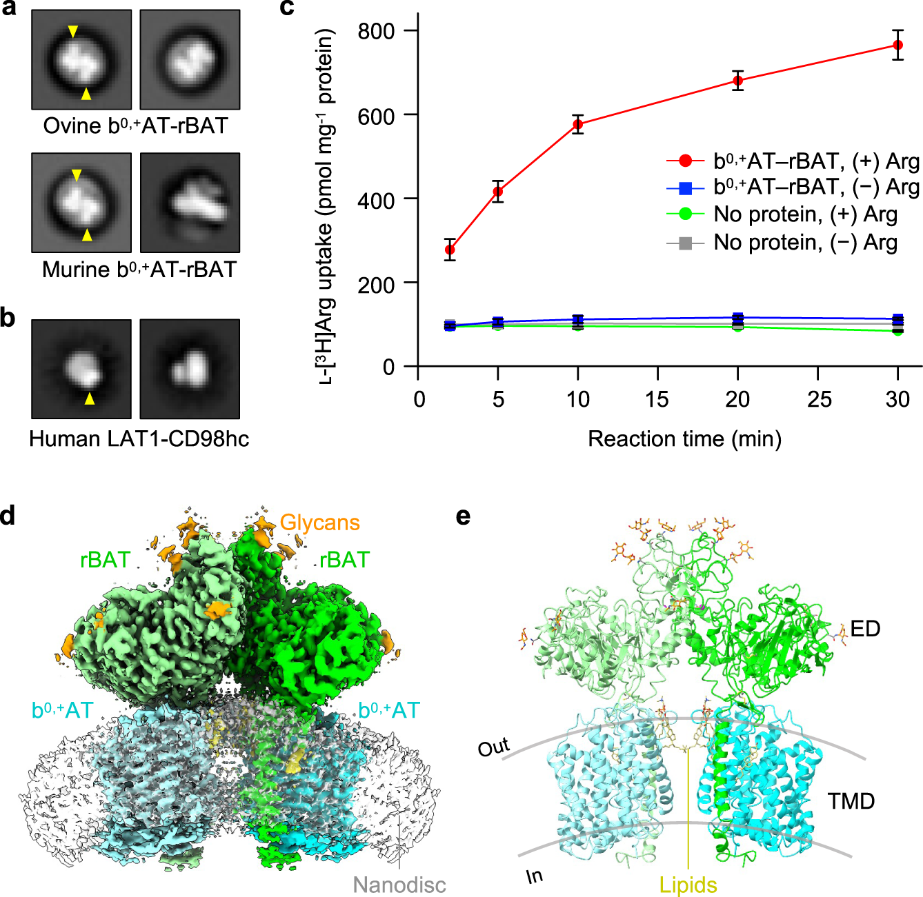 Ca2+-mediated higher-order assembly of heterodimers in amino acid transport  system b0,+ biogenesis and cystinuria | Nature Communications